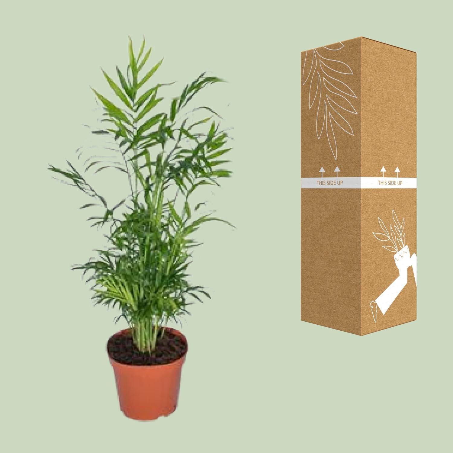 Chamaedorea Elegans - Ø17 - ?55cm