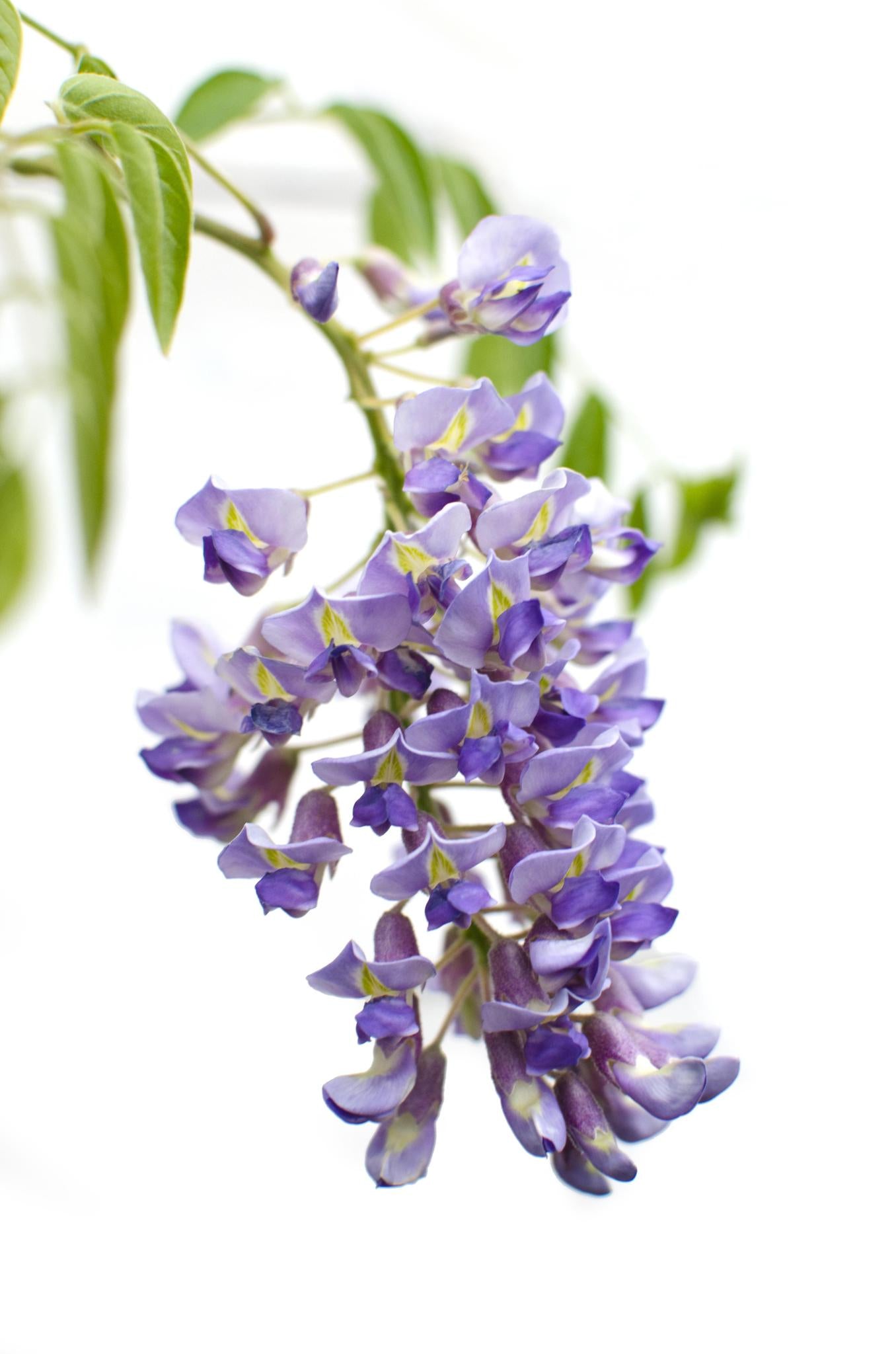 2x Wisteria sinensis 'Prolific' - ?65cm - Ø15