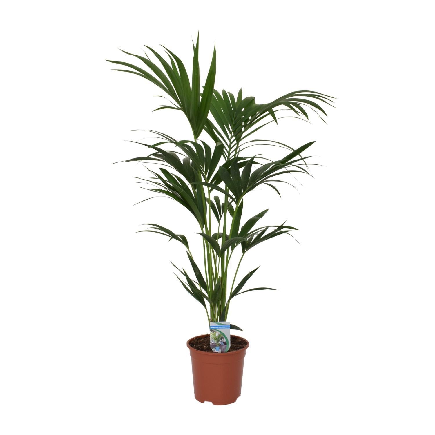 Howea forsteriana - Ø21 - ?120cm