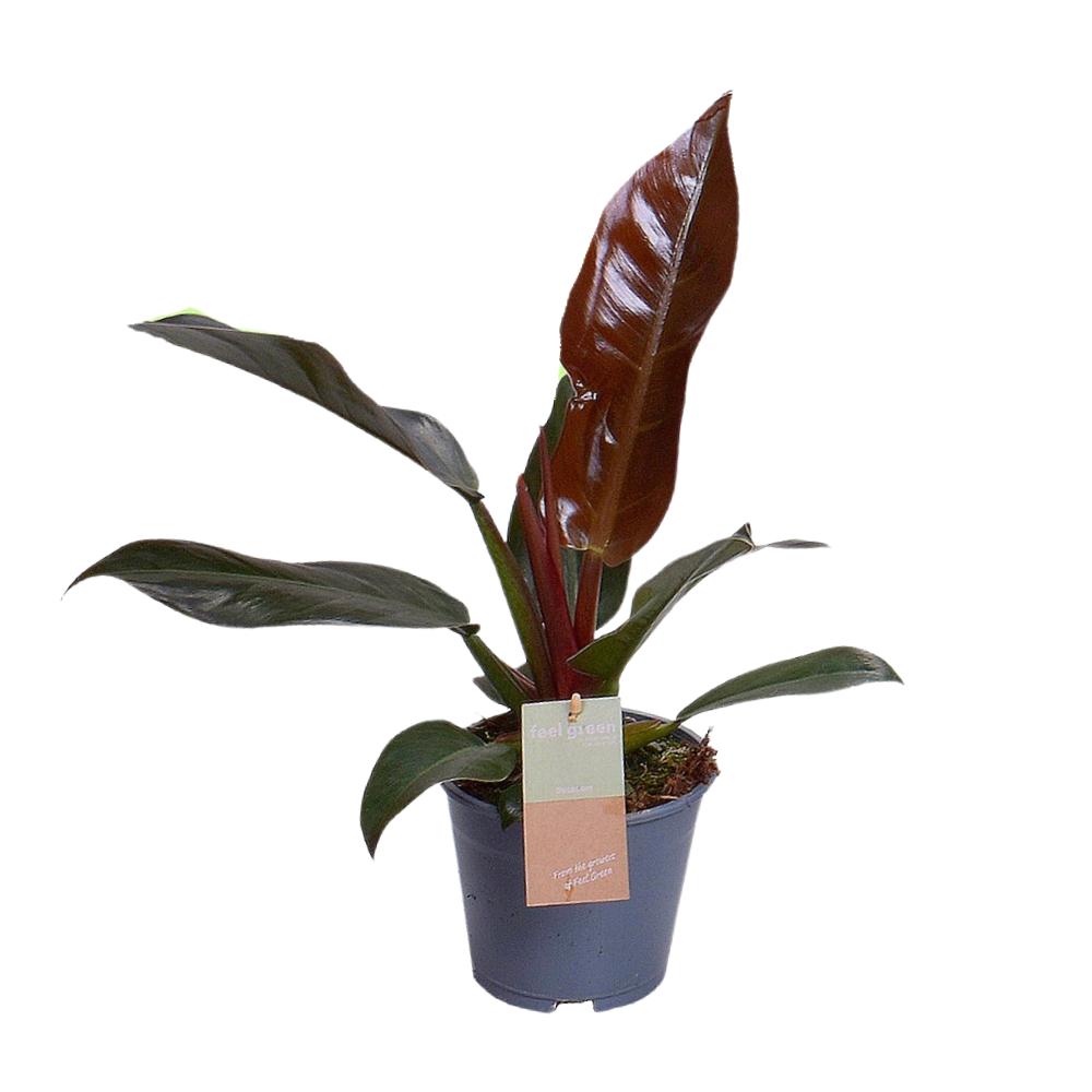 Philodendron Imperial Rood Gevoel Groen - Ø14cm - ↕35cm