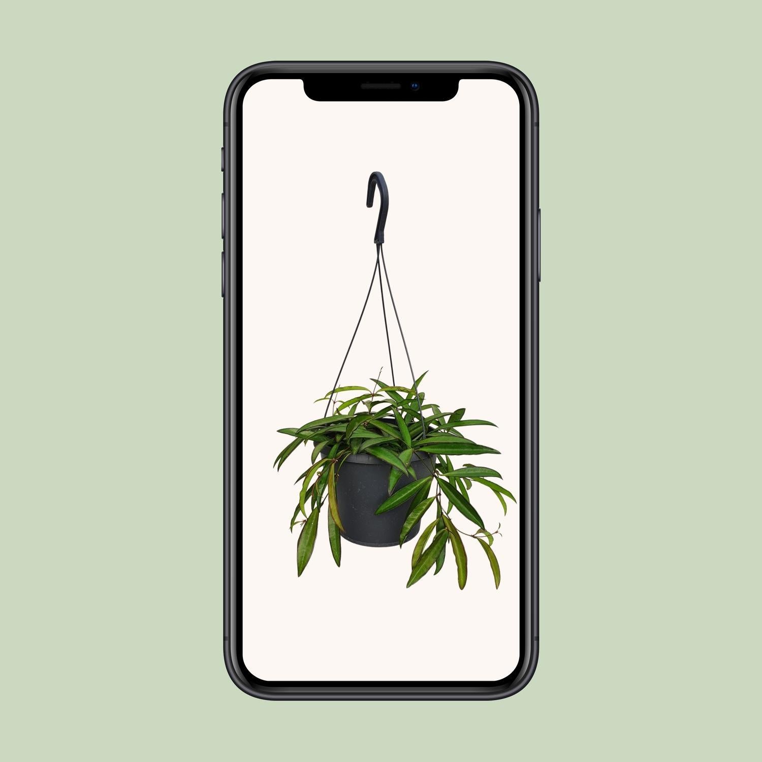 Hoya Weyetii - Ø19cm - ↕20cm