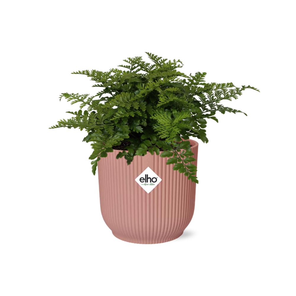 Asplenium Parvati in ELHO Vibes Fold 14cm roze