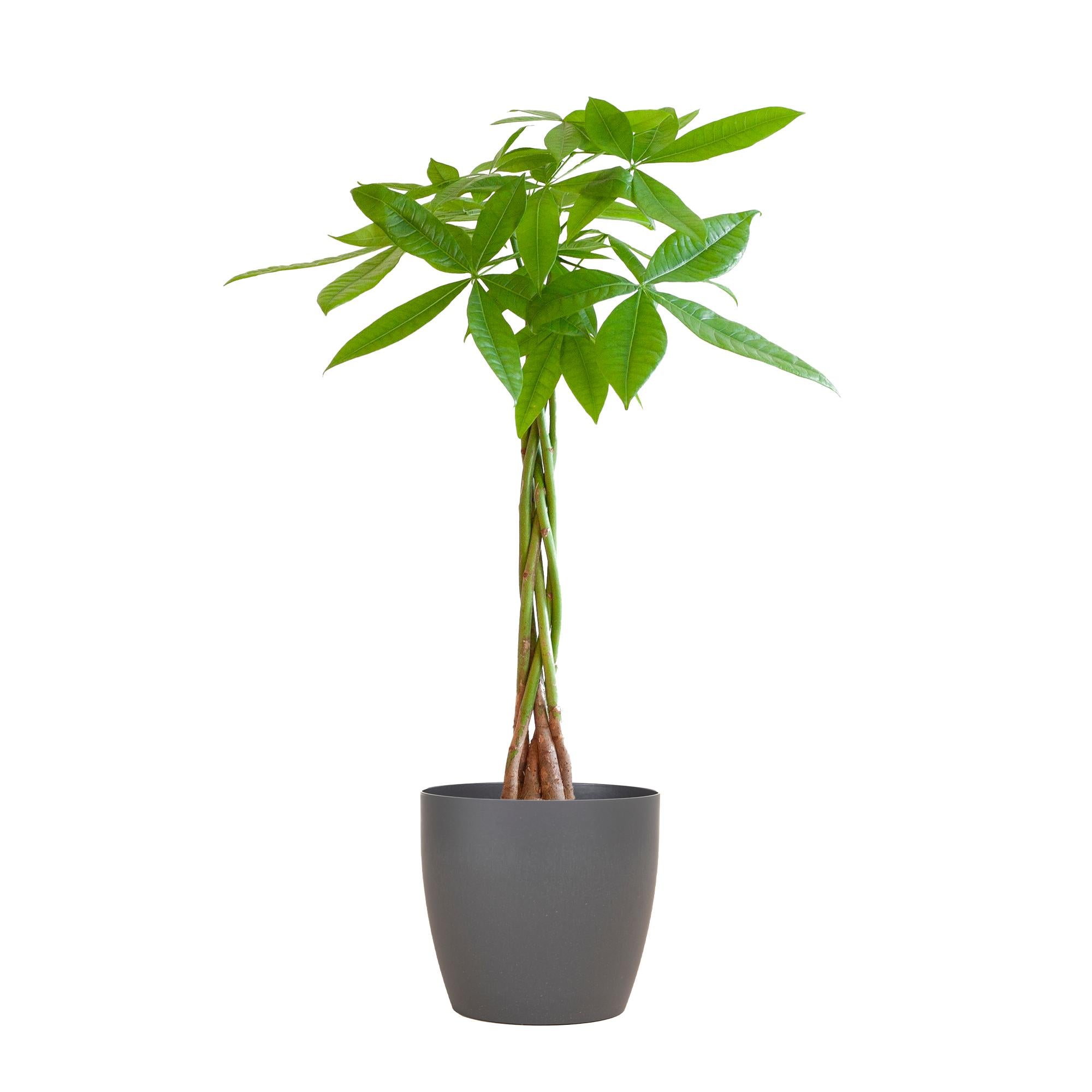 Pachira Aquatica mit grauen Viber – 80 cm – Ø21