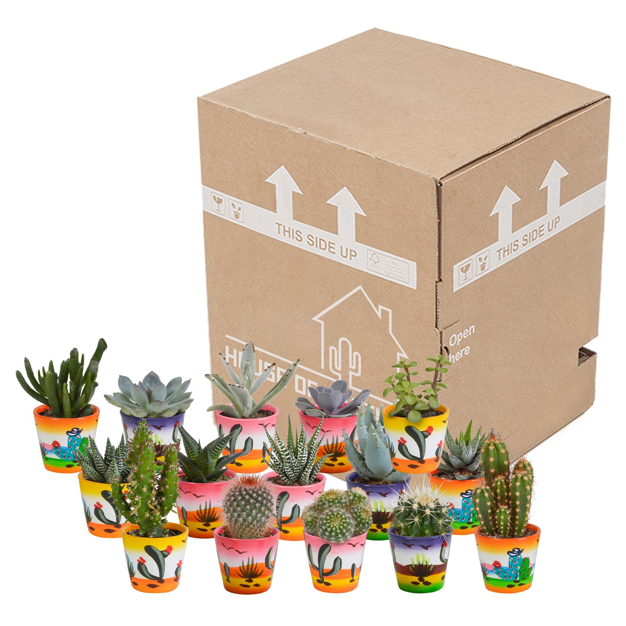 Cactus en vetplantenmix 5,5 cm | 15 stuks - in Mexicaanse pot