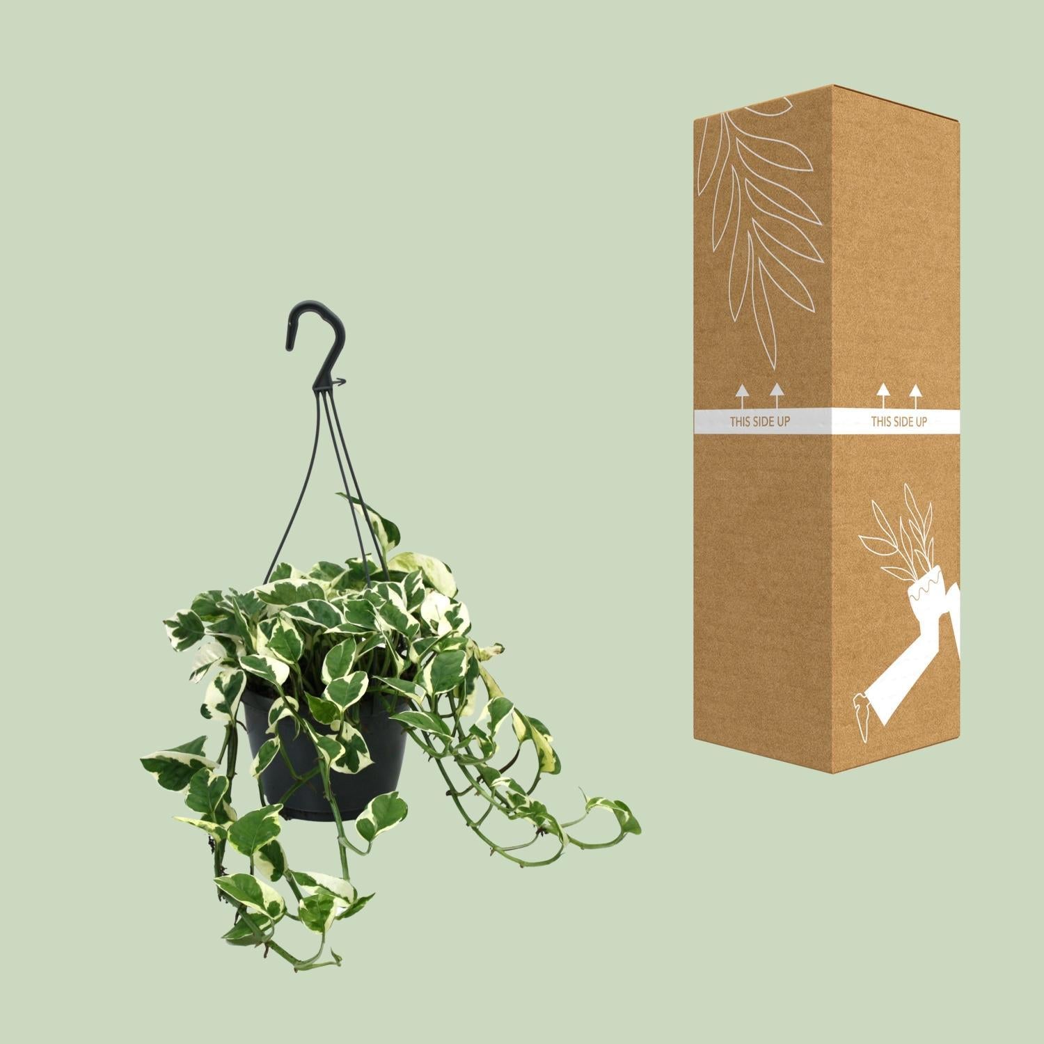 Scindapsus (Epipremnum) N'Joy - Ø15cm - ↕35cm