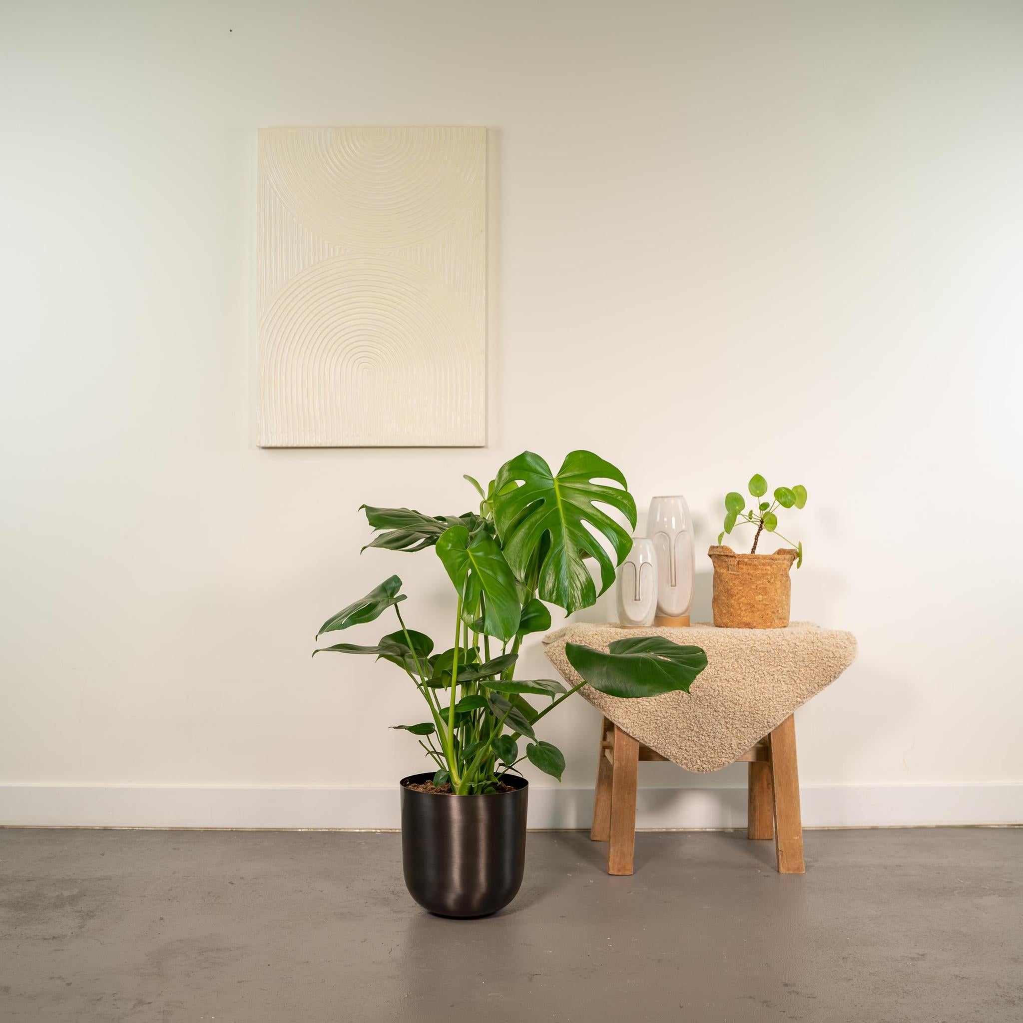 Monstera Deliciosa- ?80cm - Ø21cm + Pot Mayk-lood