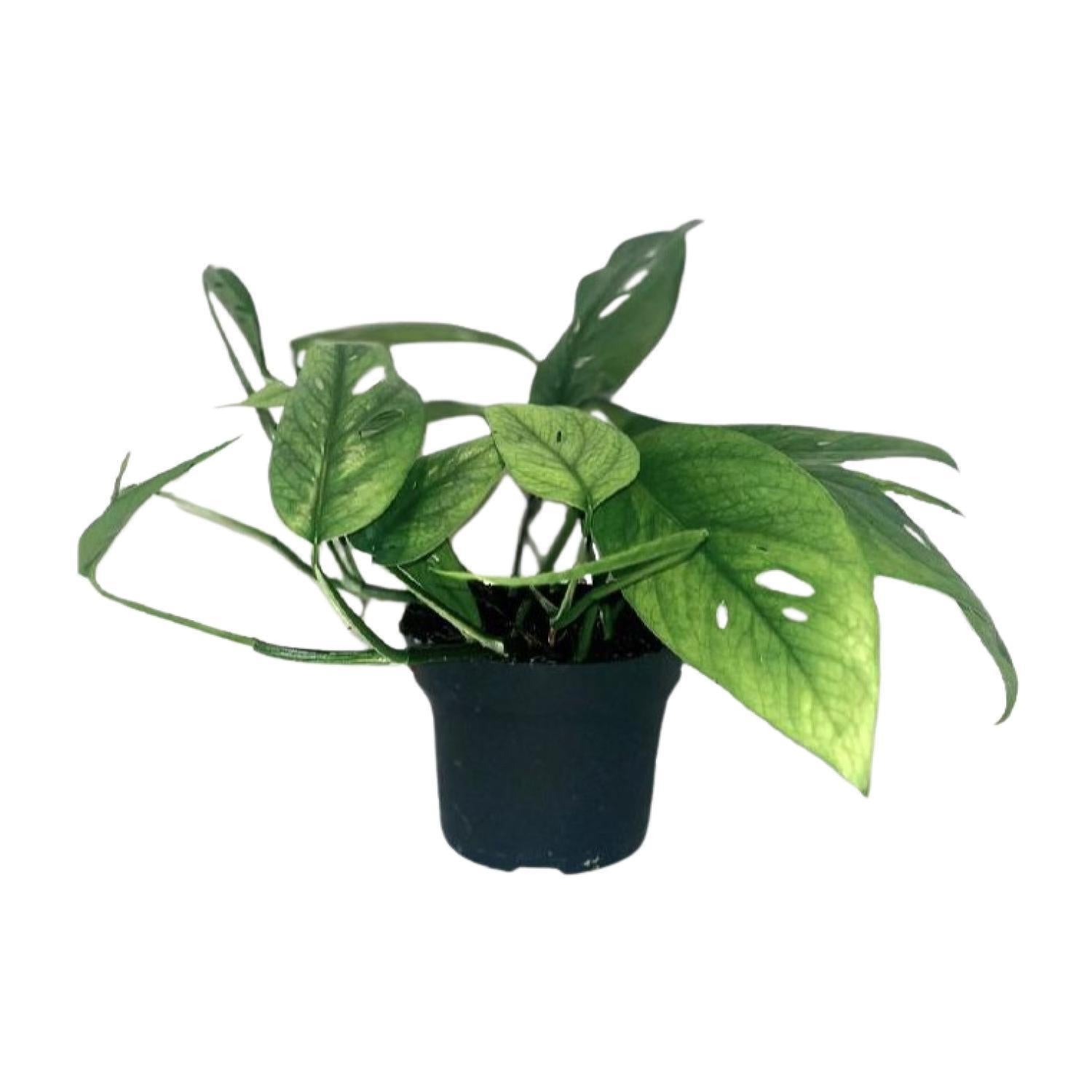 Epipremnum Cebu Blauw - Ø12cm - ↕20cm