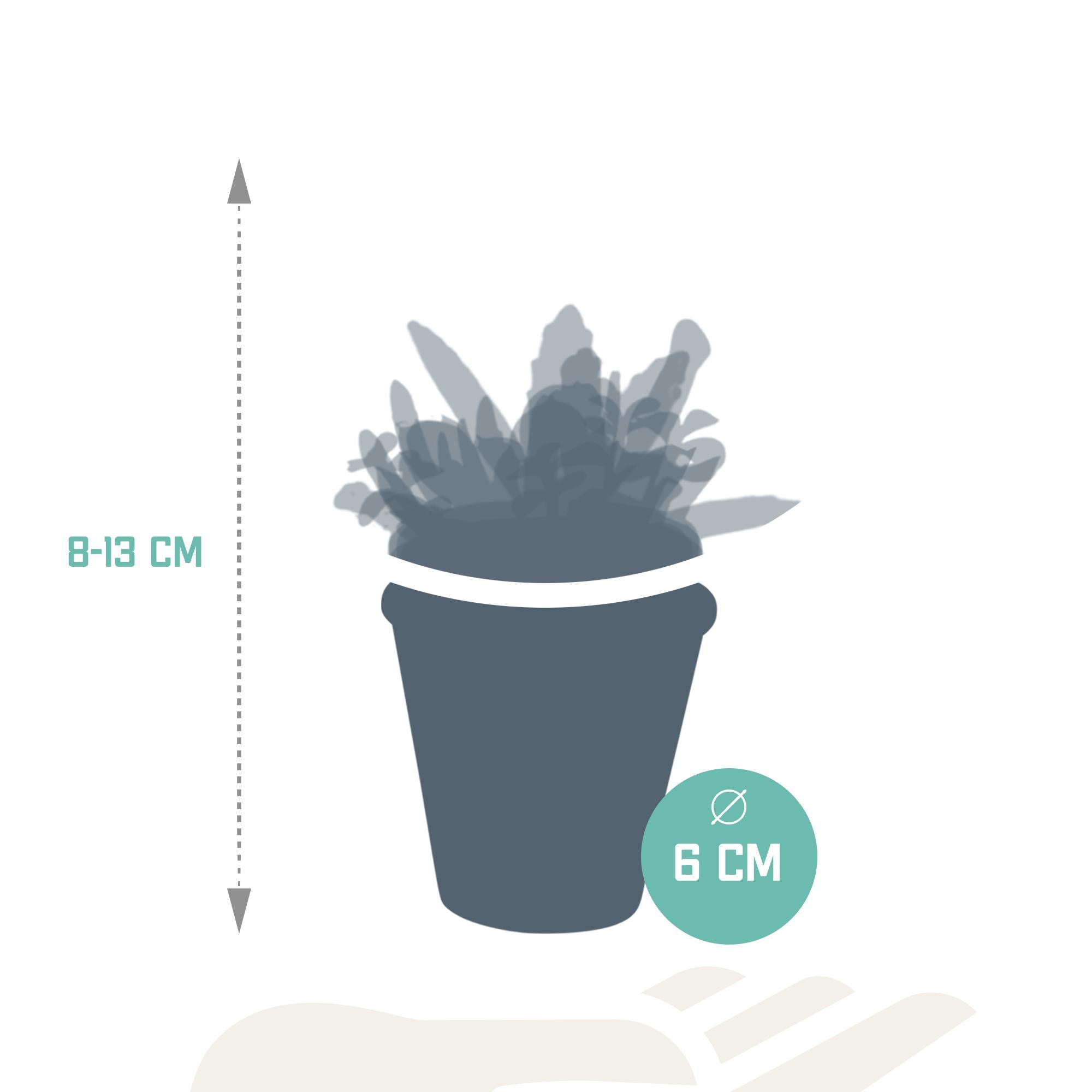 Vetplantenmix 5,5 cm - 5x - in terracotta pot
