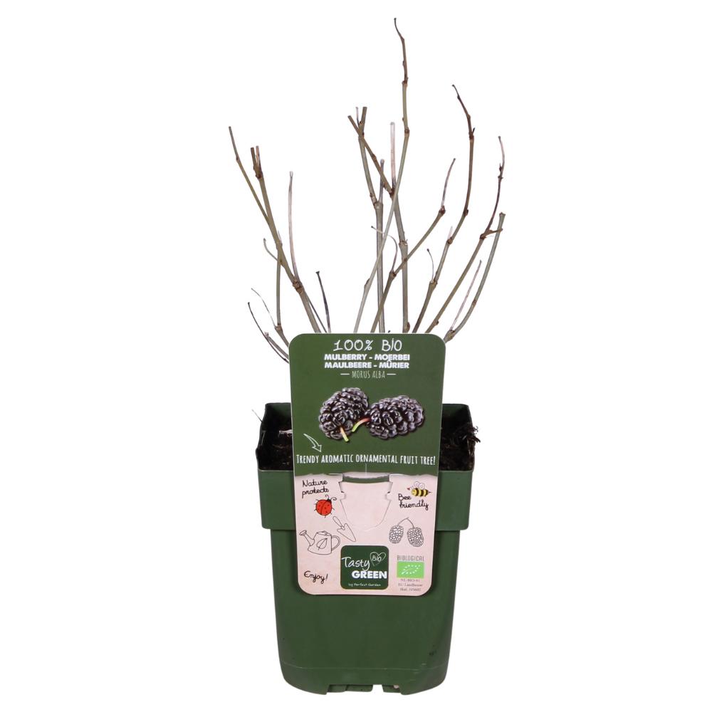 Zwarte dovenetel Mulle - ?45cm - Ø13