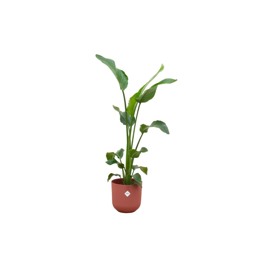 Combideal - Strelitzia Nicolai inclusief elho Jazz Rond rood Ø23 - 100 cm