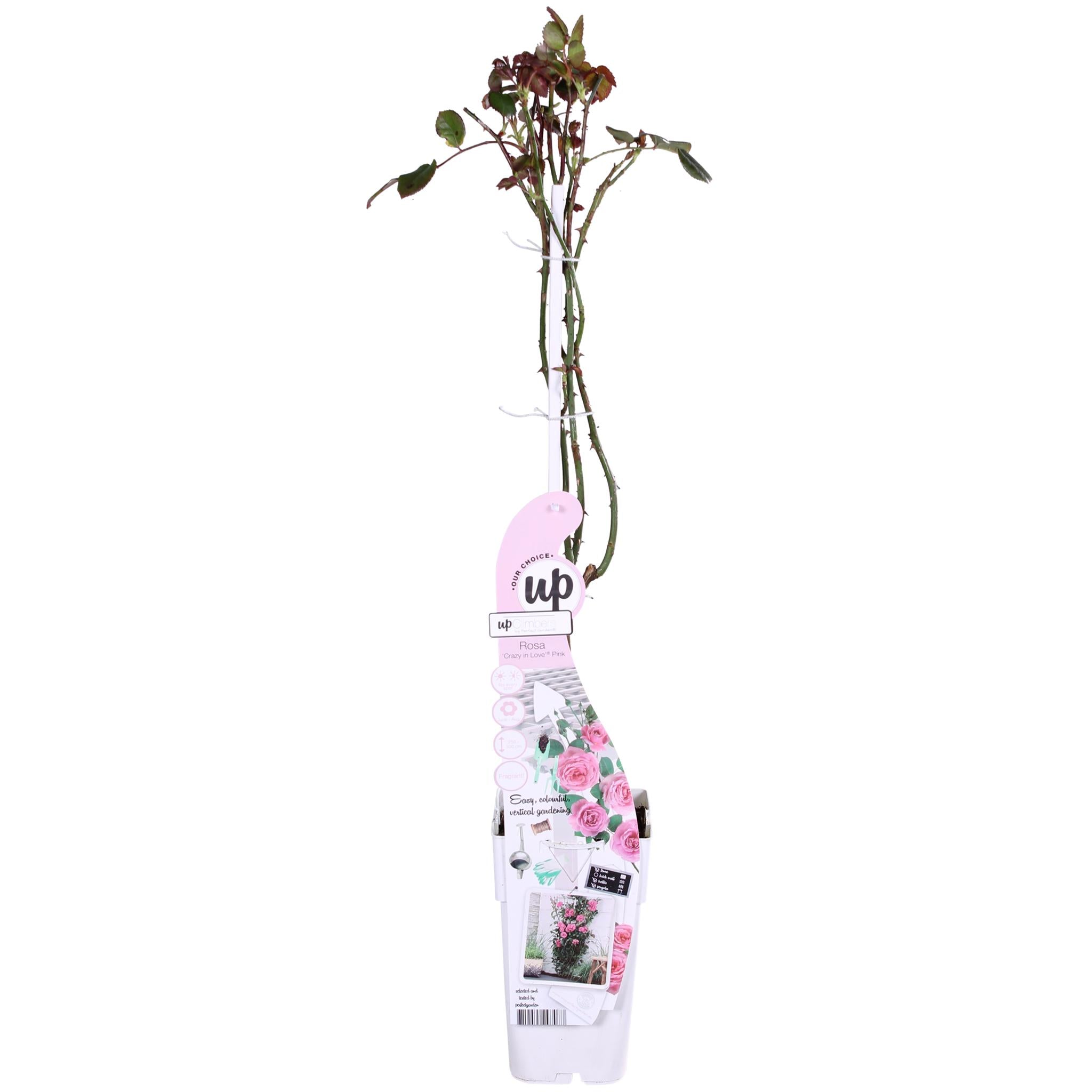 3x - Rosa Crazy in love 'Roze' - ?65cm - Ø15