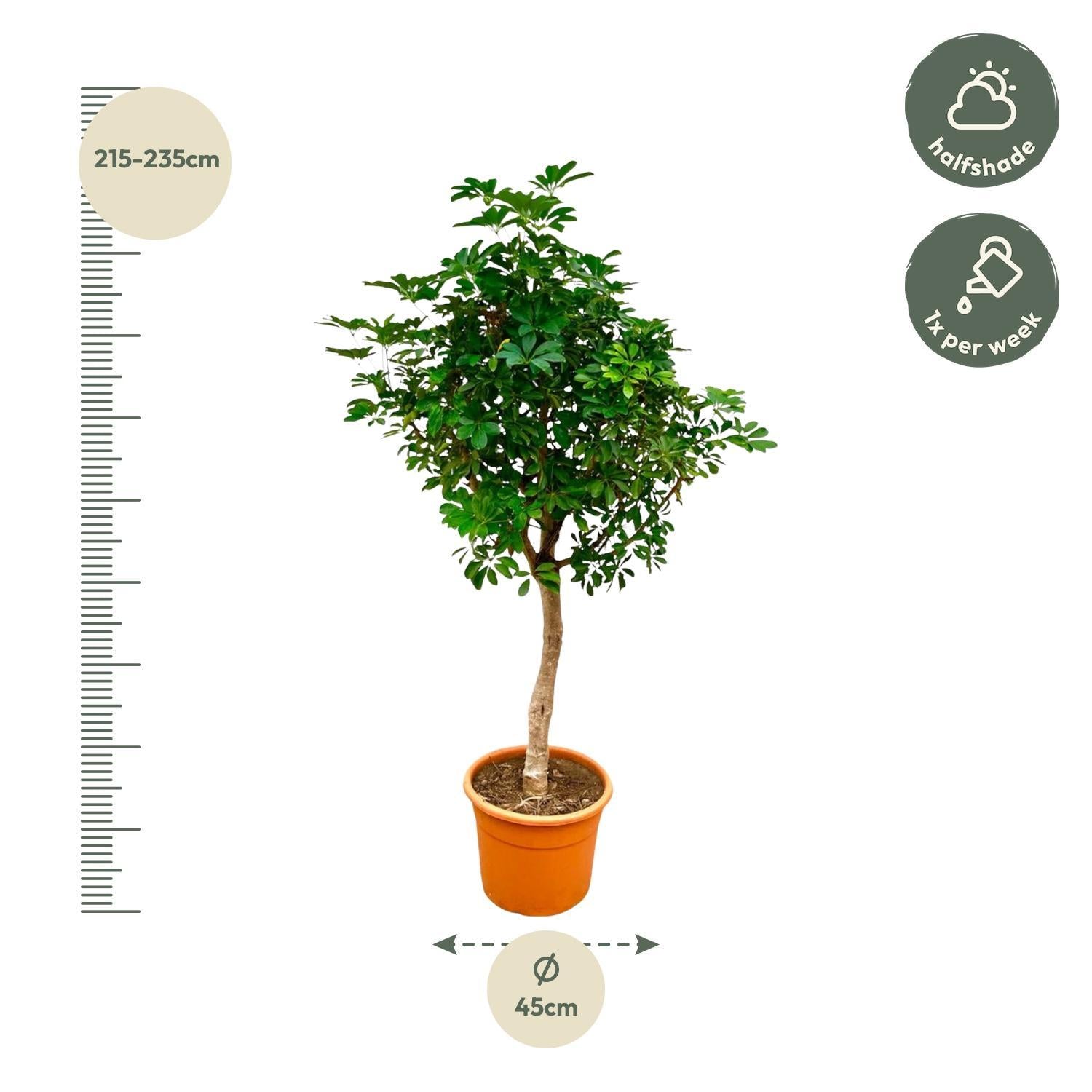 Schefflera auf Stamm – 225 cm – ø45