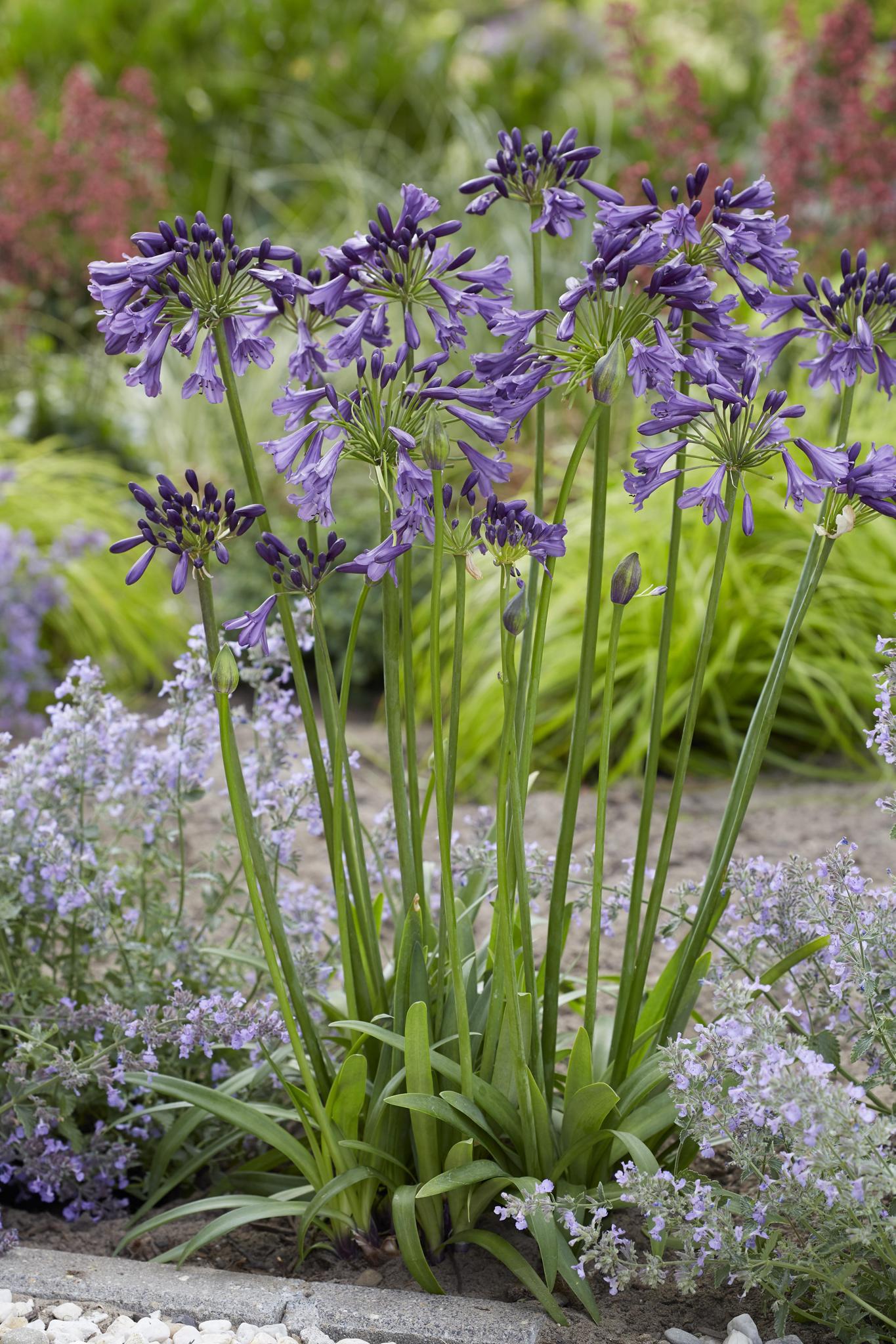 Agapanthus 'Poppin Purple' - ?30cm - Ø19