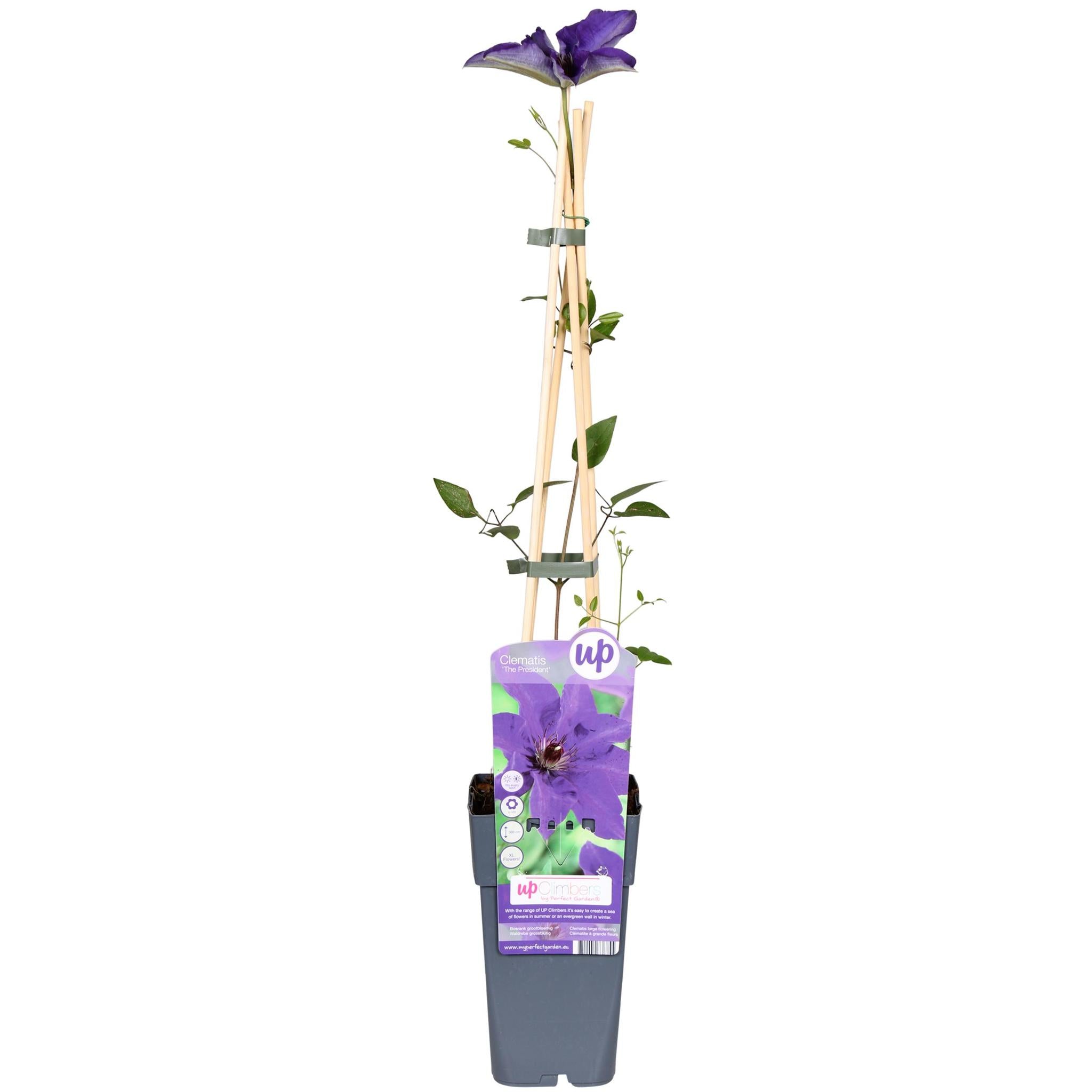 Clematis De President - Clematis Paars
