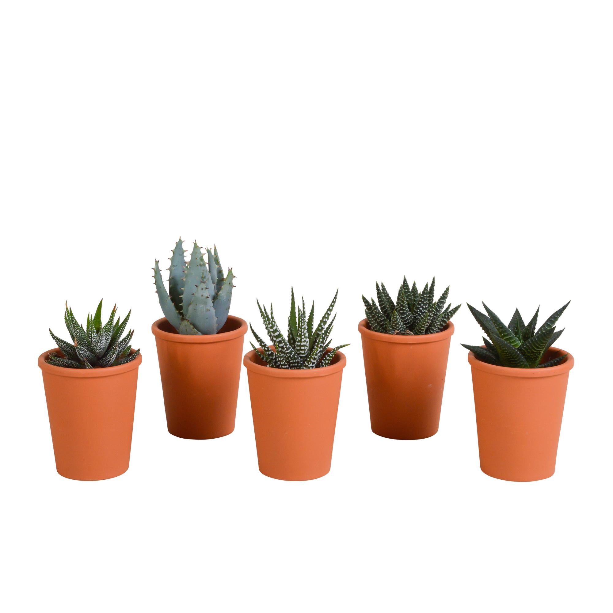 Gasteria/Haworthia mix 5,5cm - 5x - in terracotta pot