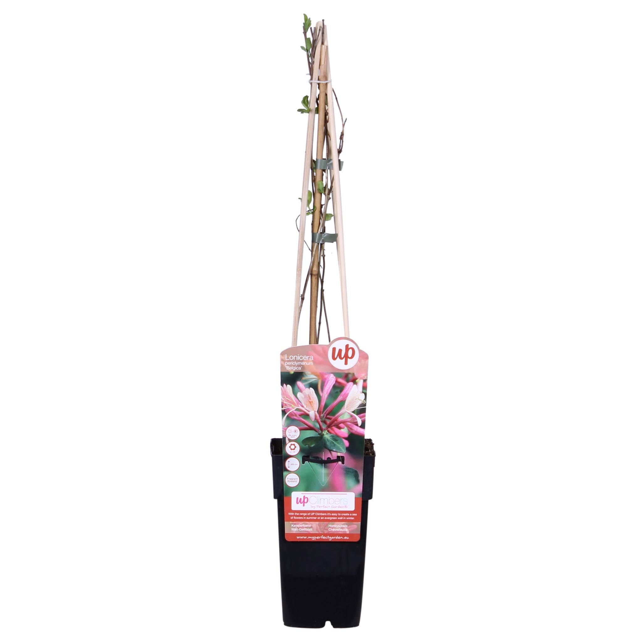 3x - Lonicera periclymenum 'Belgica' - ?65cm - Ø15