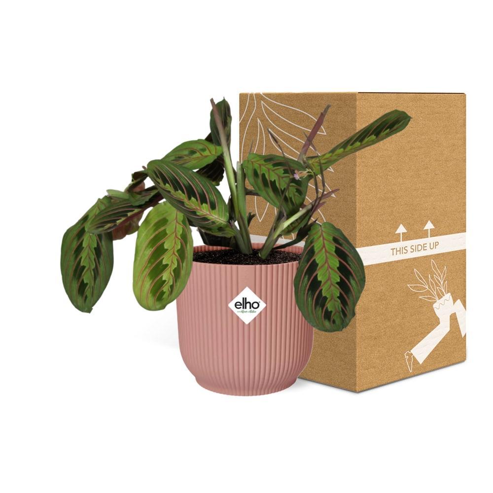 Maranta Leuconeura 'Fascinator' Tricolor in ELHO Vibes Fold 14cm roze