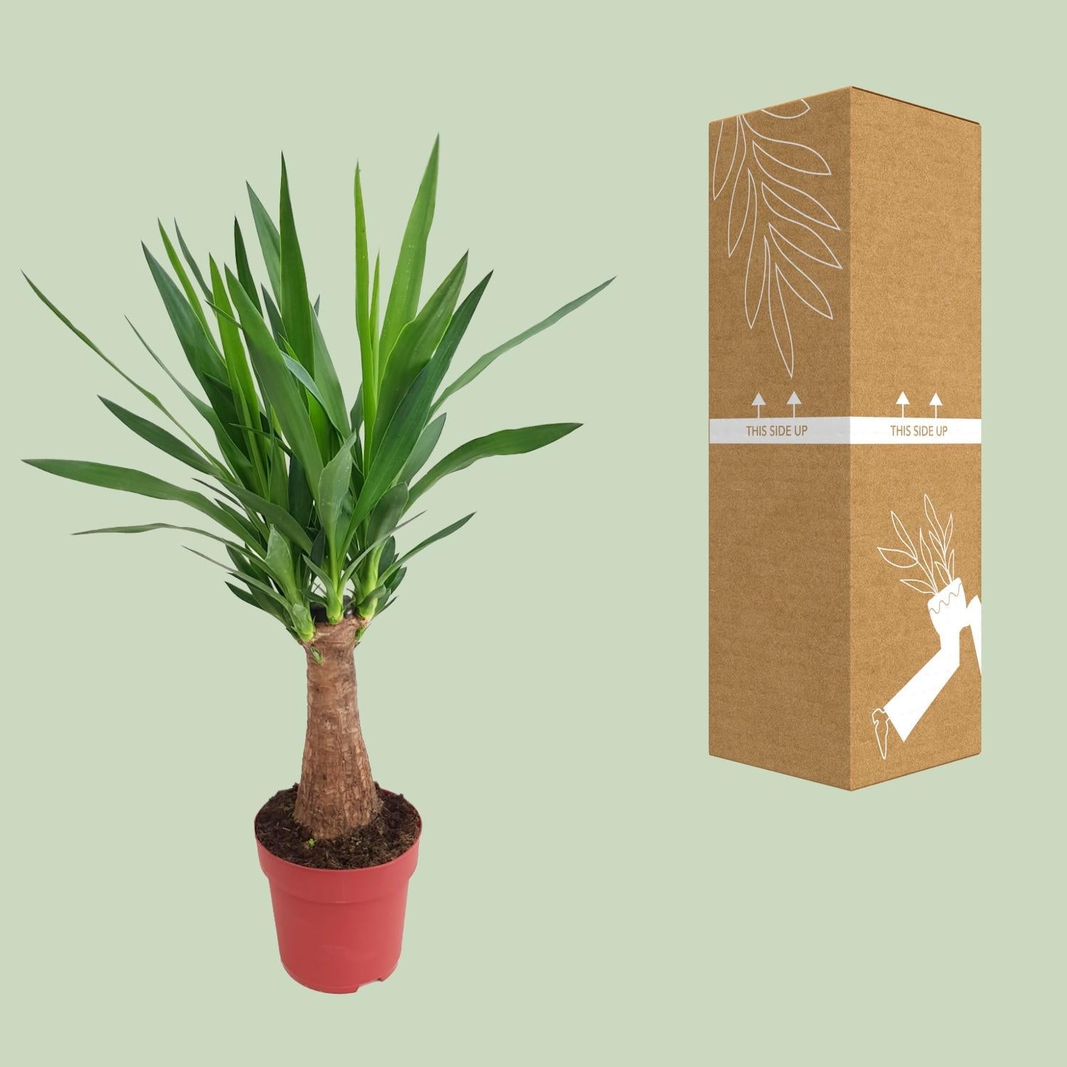 Yucca "Maya Boom" 30stam P19 - Ø19cm - ↕80cm