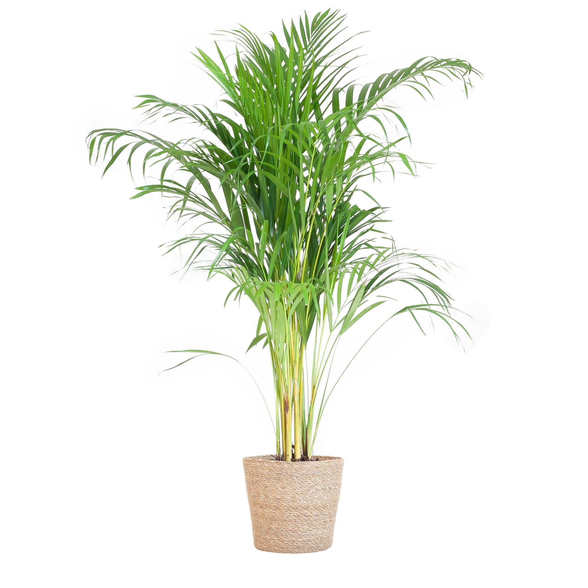 Arecapalm (Dypsis) met Sofia mand naturel - 100cm - Ø21
