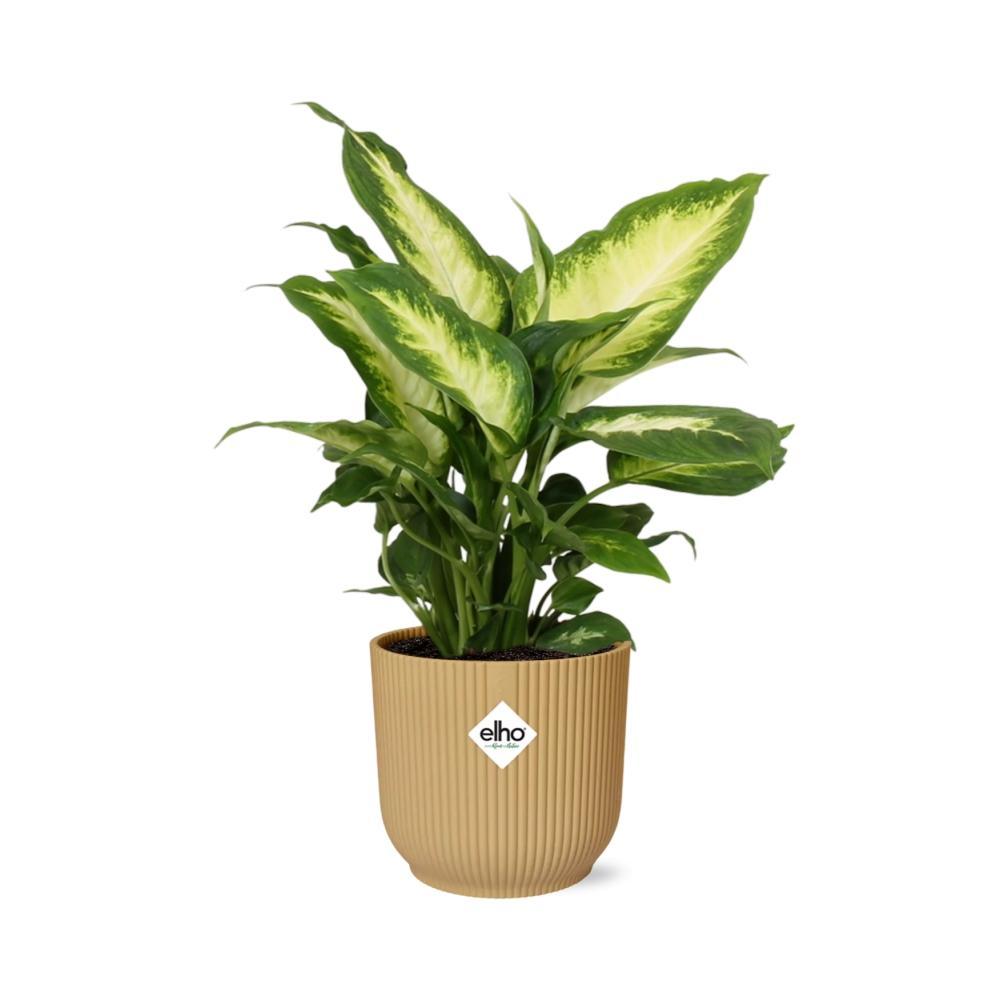 Dieffenbachia 'Camilla' in ELHO Vibes Fold 14cm geel