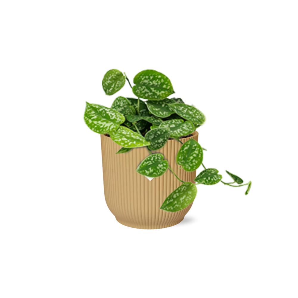 Scindapsus Pictus 'Argyraeus' in ELHO Vibes Fold 14cm geel