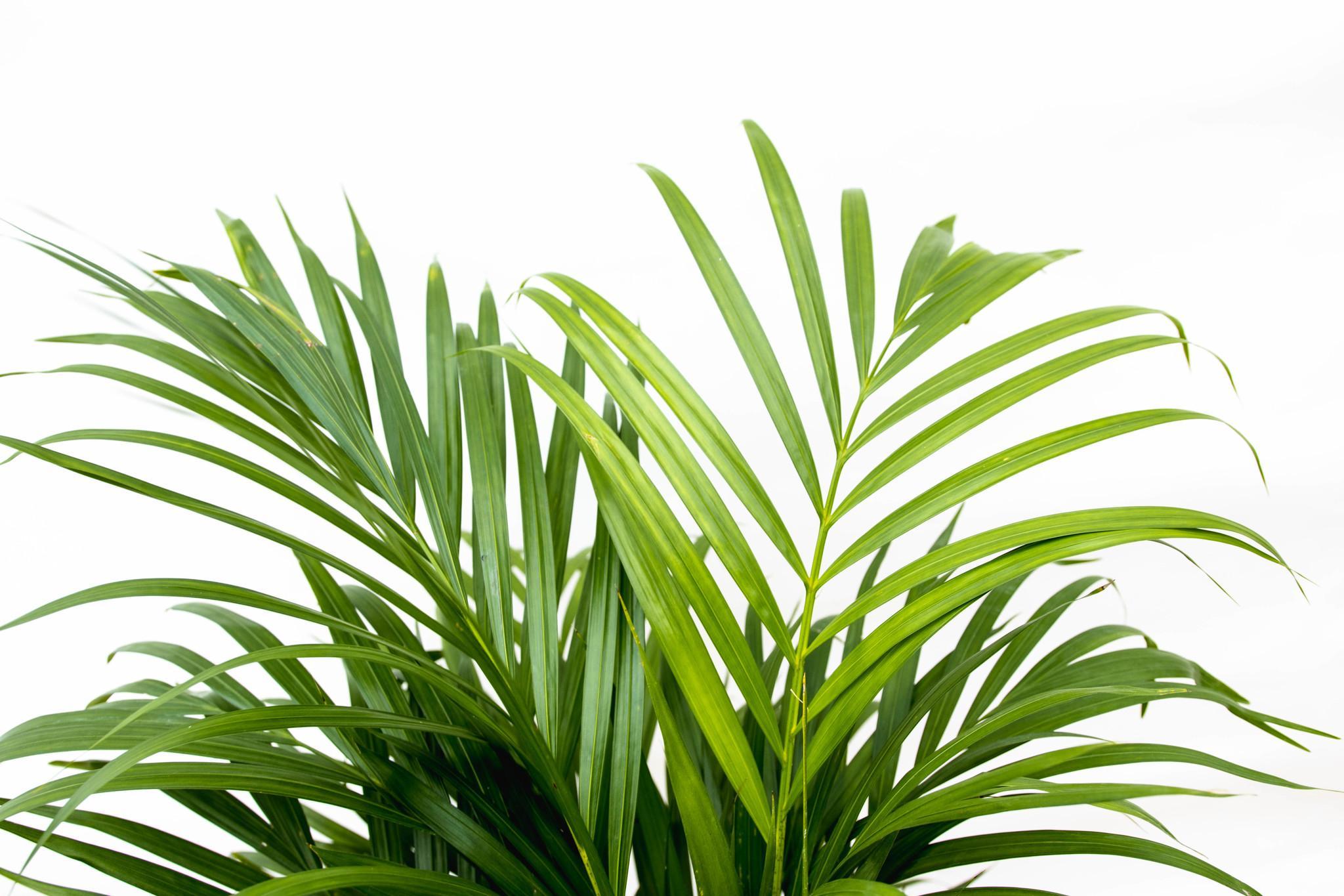 Dypsis Lutescens (Arecapalm) 160 cm - ø24