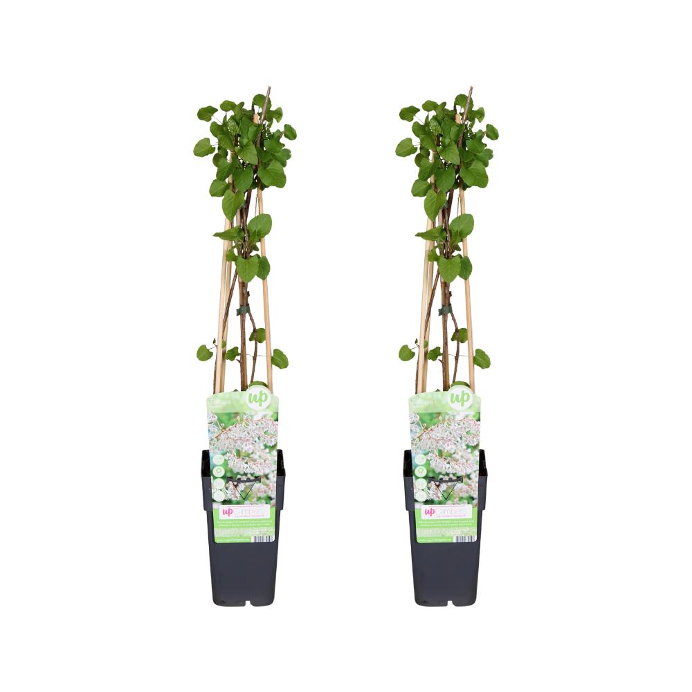 Fallopia baldschuanica - 2 stuks - Ø15cm - ↕65cm