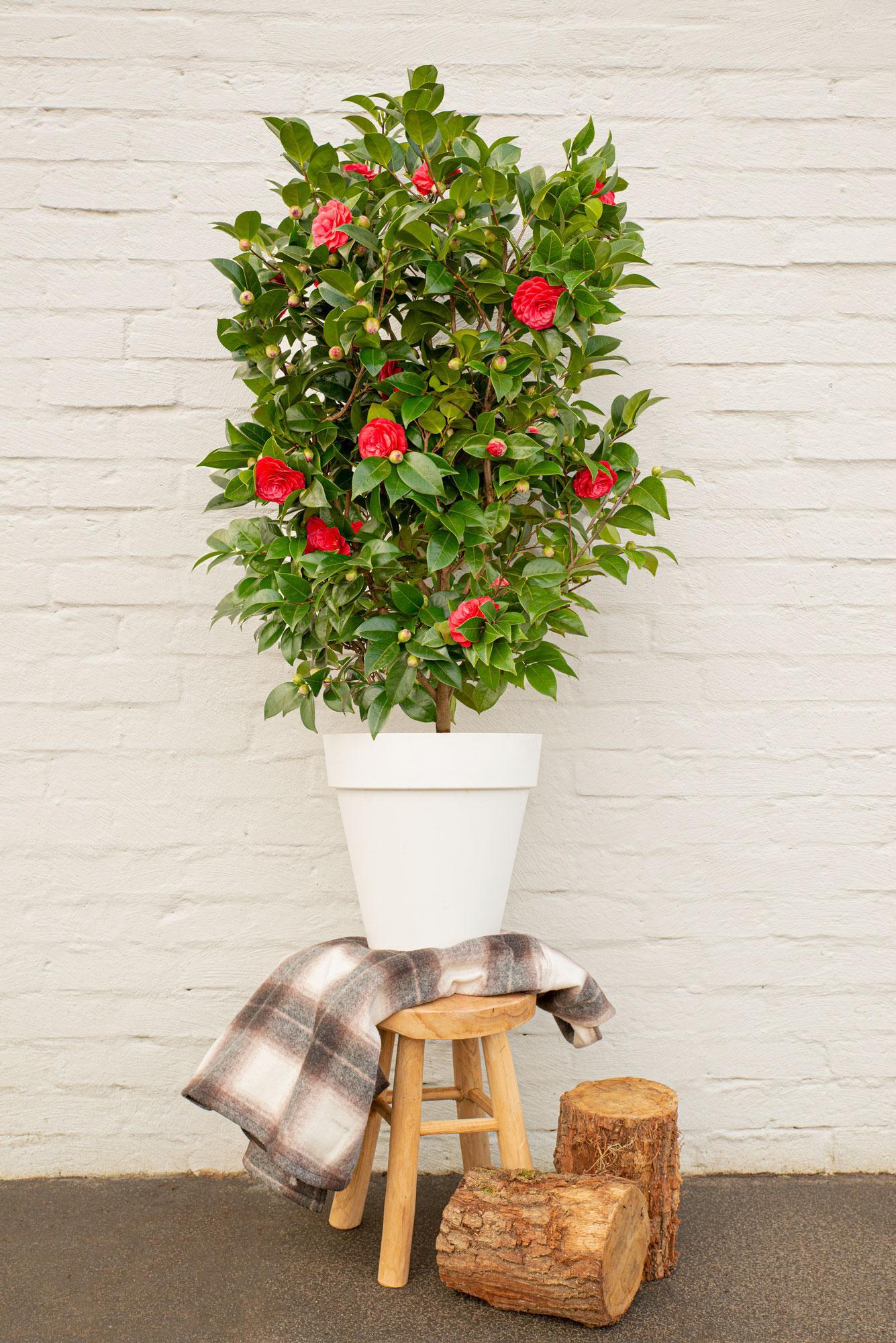 Camellia Japans 'Black Lace' - ?65cm - Ø19cm