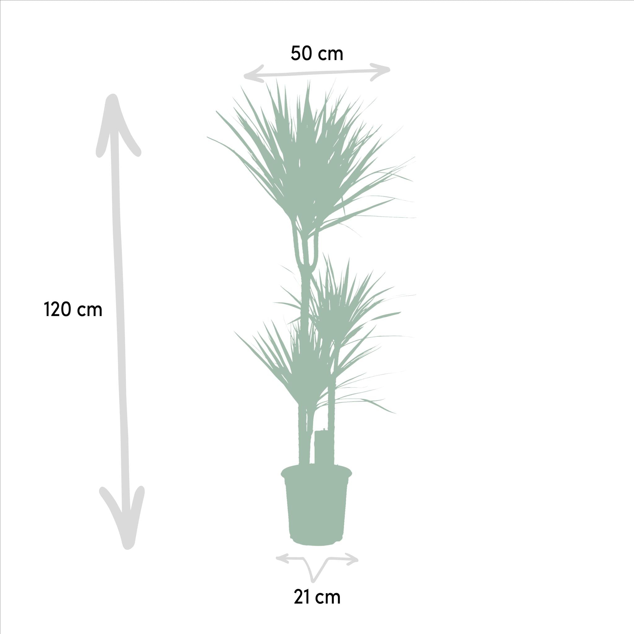 Dracaena - ?120cm - Ø21cm + Dracaena - 70cm - Ø17cm
