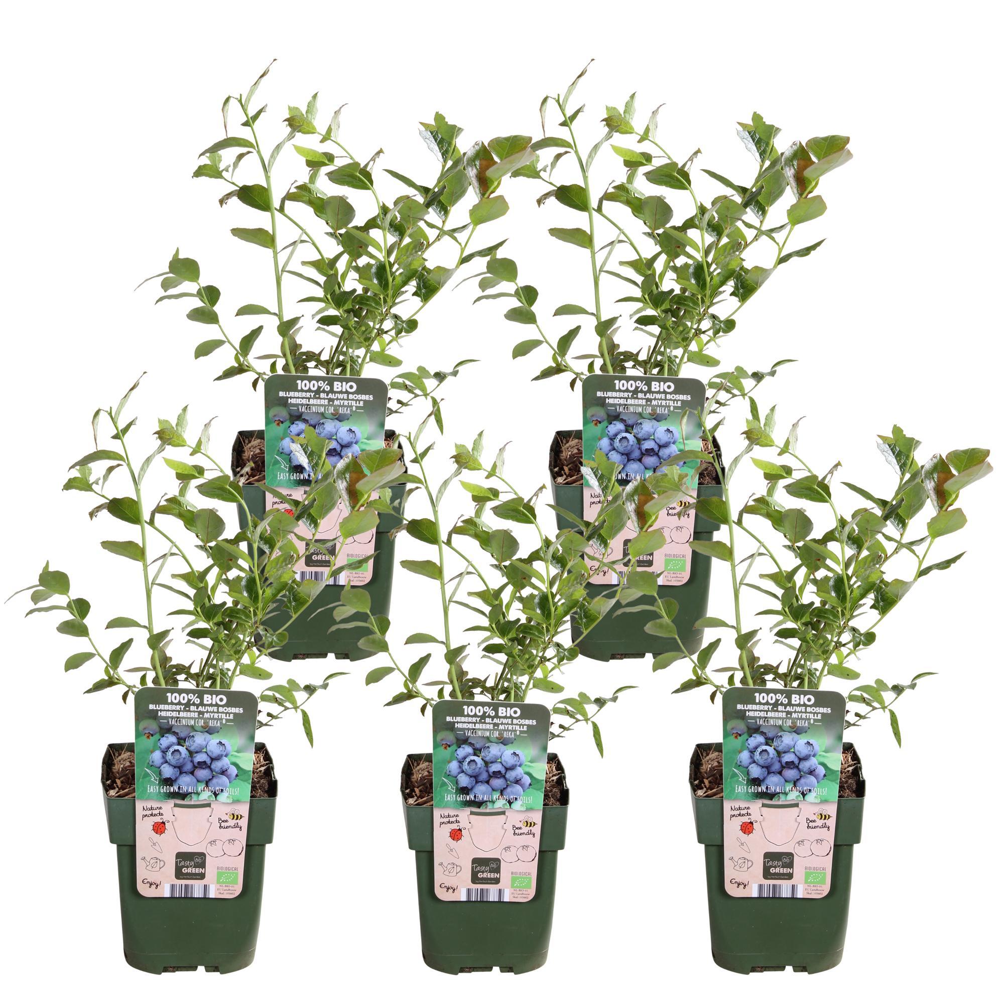 5x - Vaccinium corymbosum 'Reka' - ?45cm - Ø13