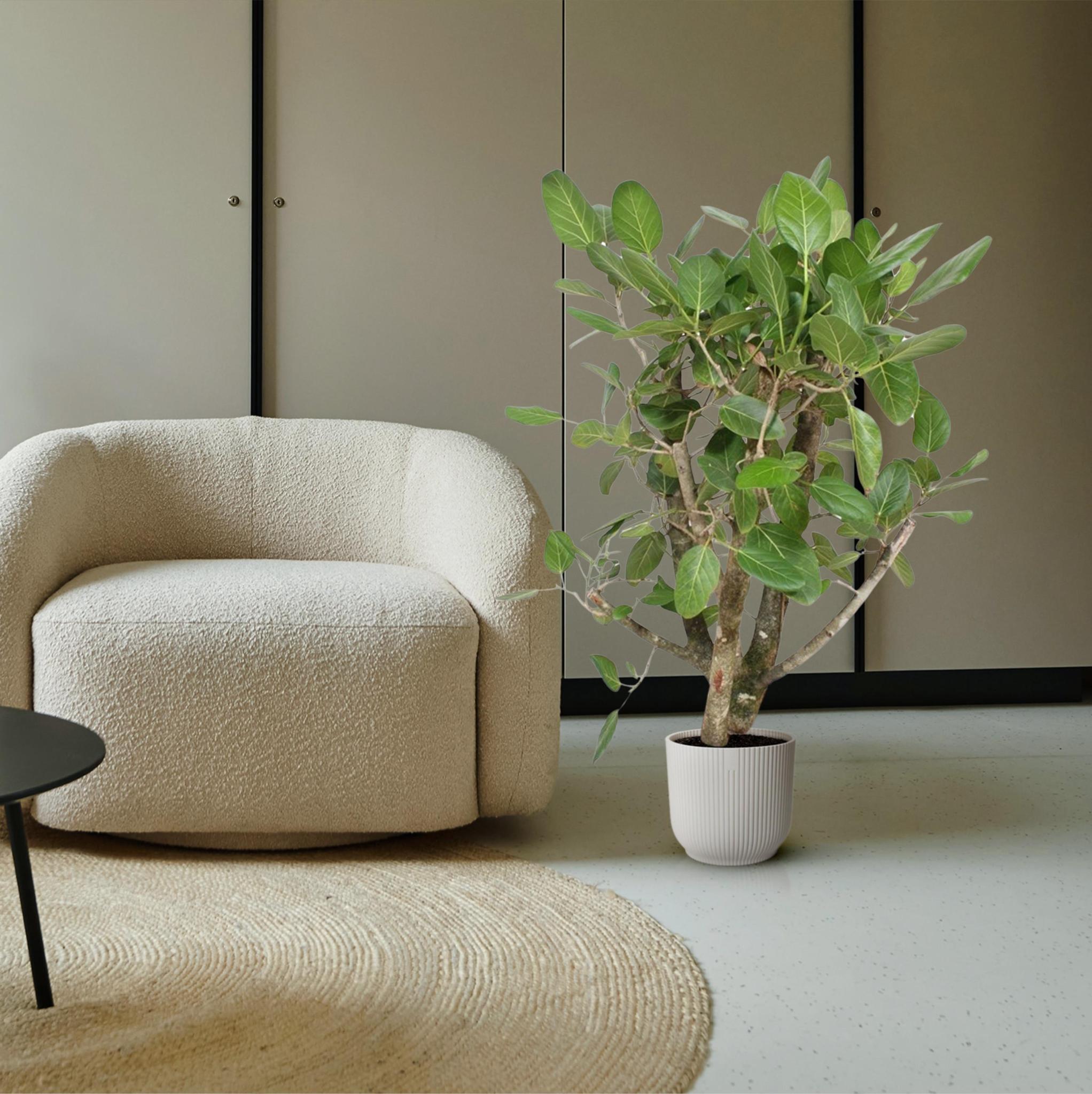 Ficus Benghalensis vertakt - 140 cm - ø40