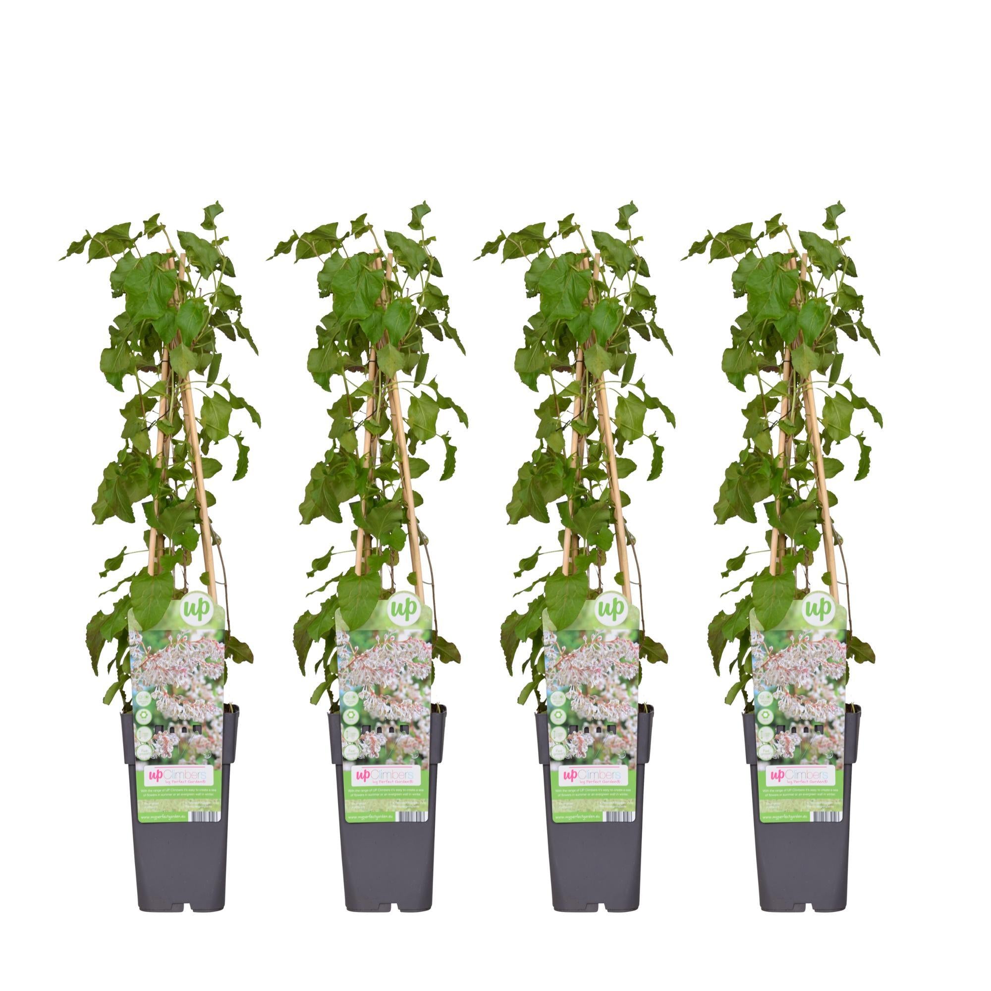 4x - Kielzog baldschuanica - ?65cm - Ø15