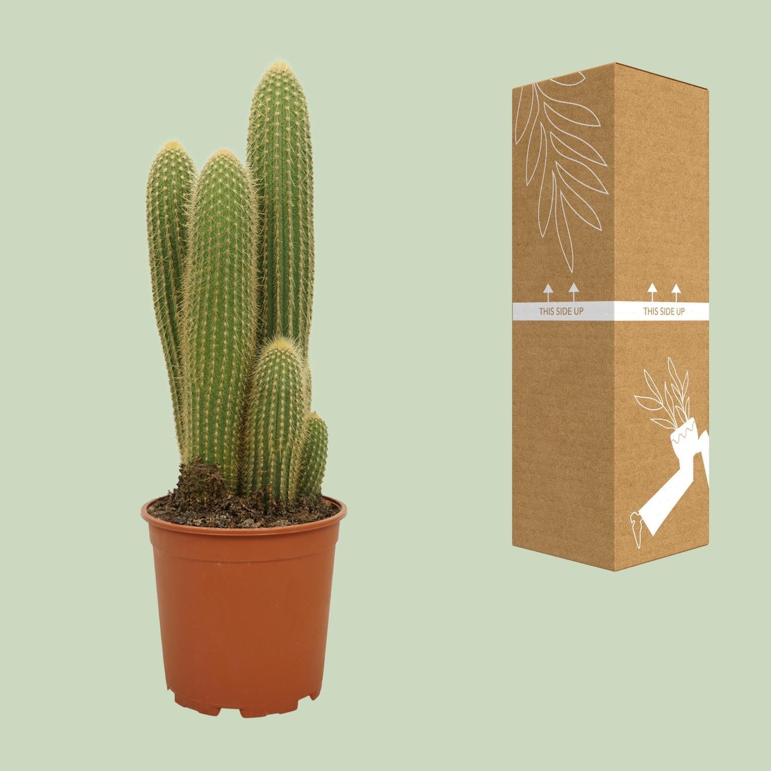 Vatricania Guentheri Ø21cm - ↕55cm