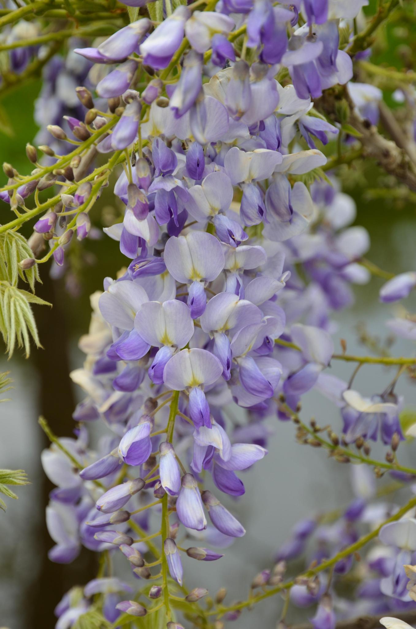2x Wisteria sinensis 'Caroline' - ?65cm - Ø15