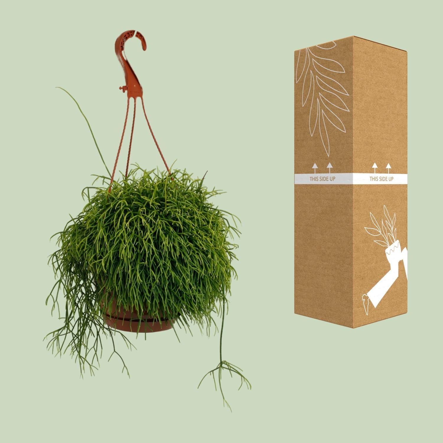 Rhipsalis Cassutha - Ø17cm - ↕45cm