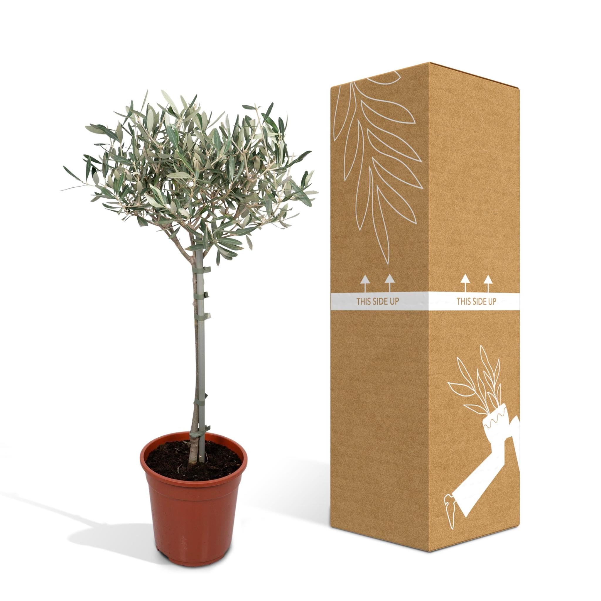 Olijf - Ø19cm - ↕90cm