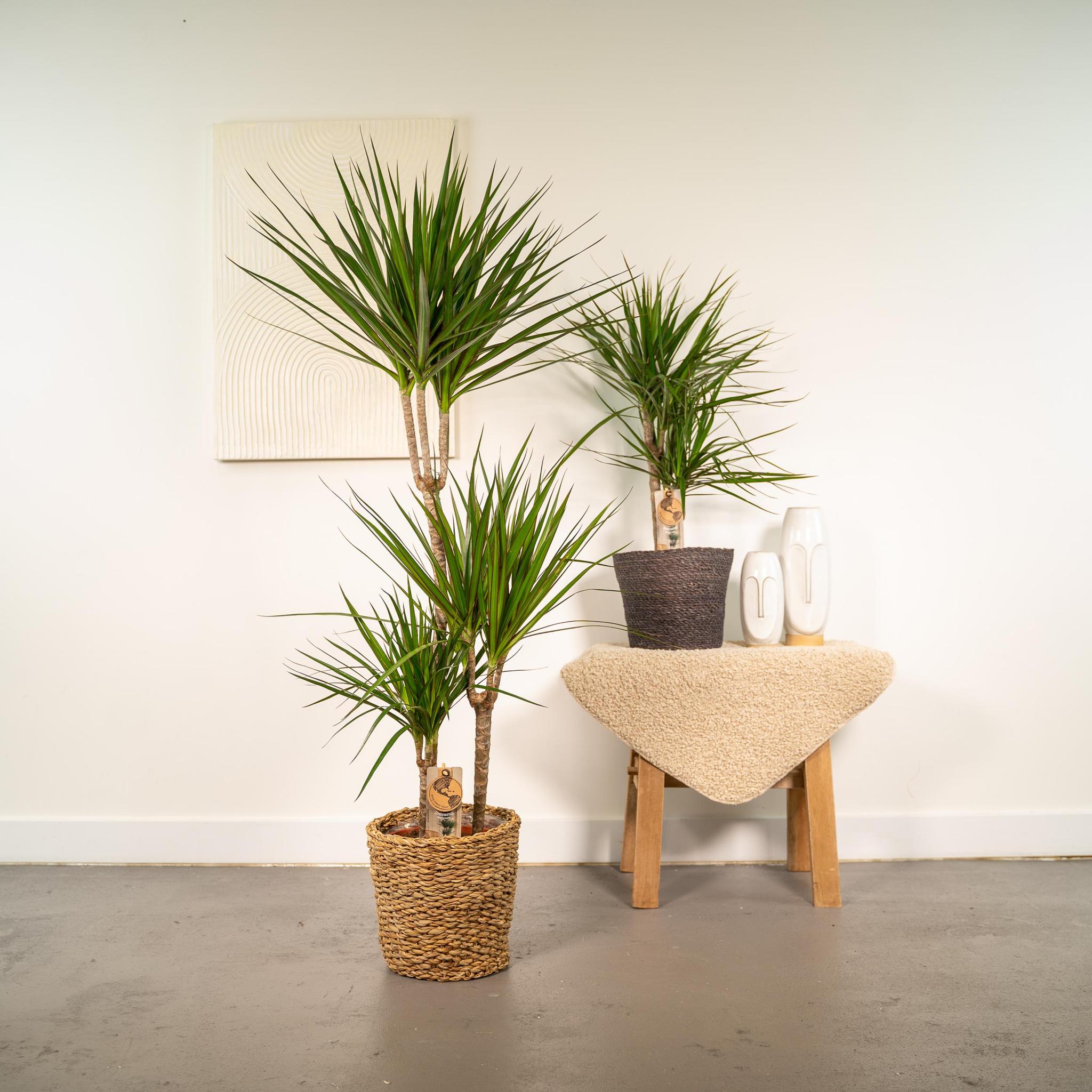 Dracaena - ?120cm - Ø21cm + Dracaena - 70cm - Ø17cm