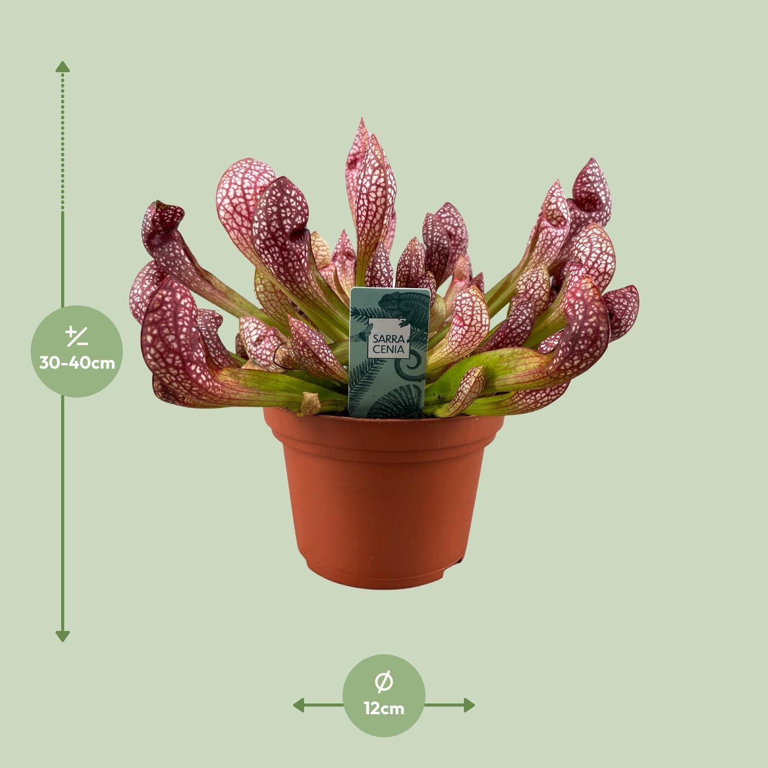 Sarracenia Scharlaken Belle - Ø12cm - ↕40cm