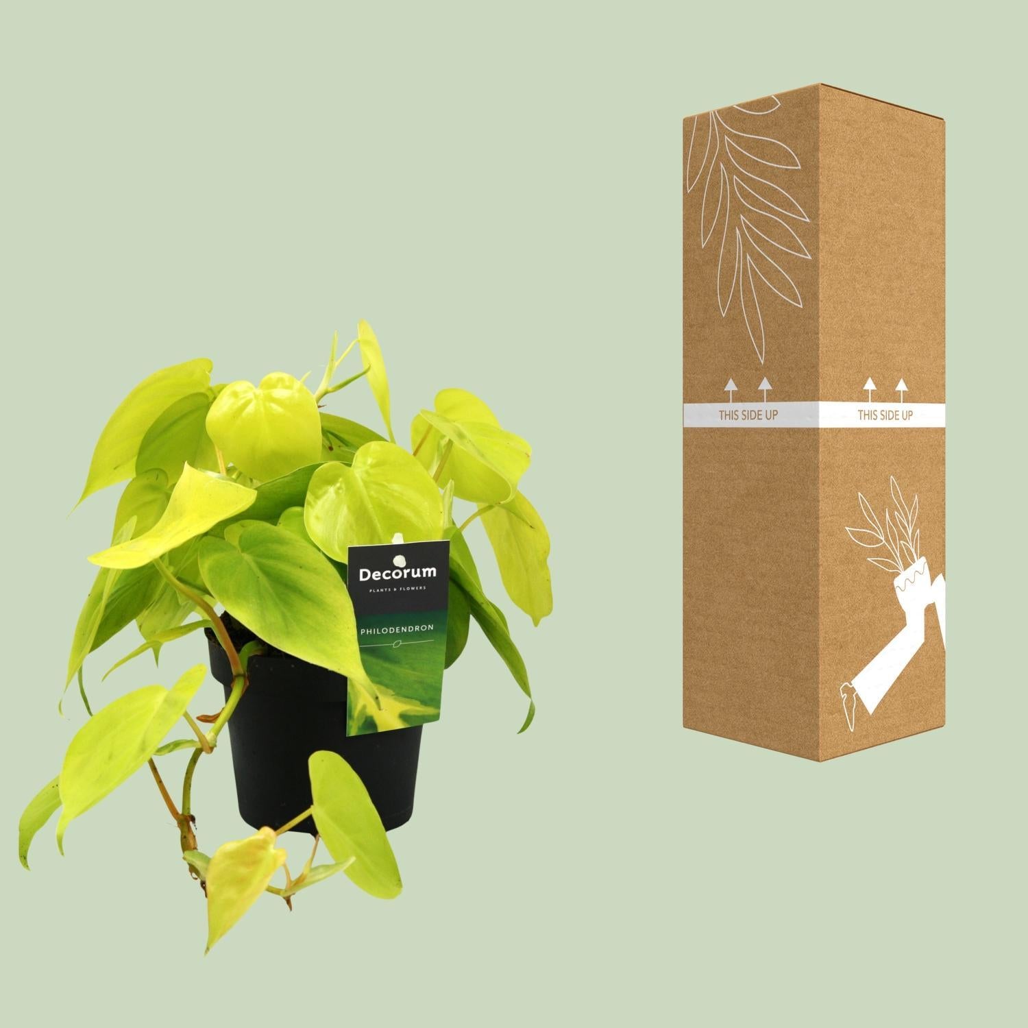 Philodendron Limoen - Ø12cm - ↕20cm