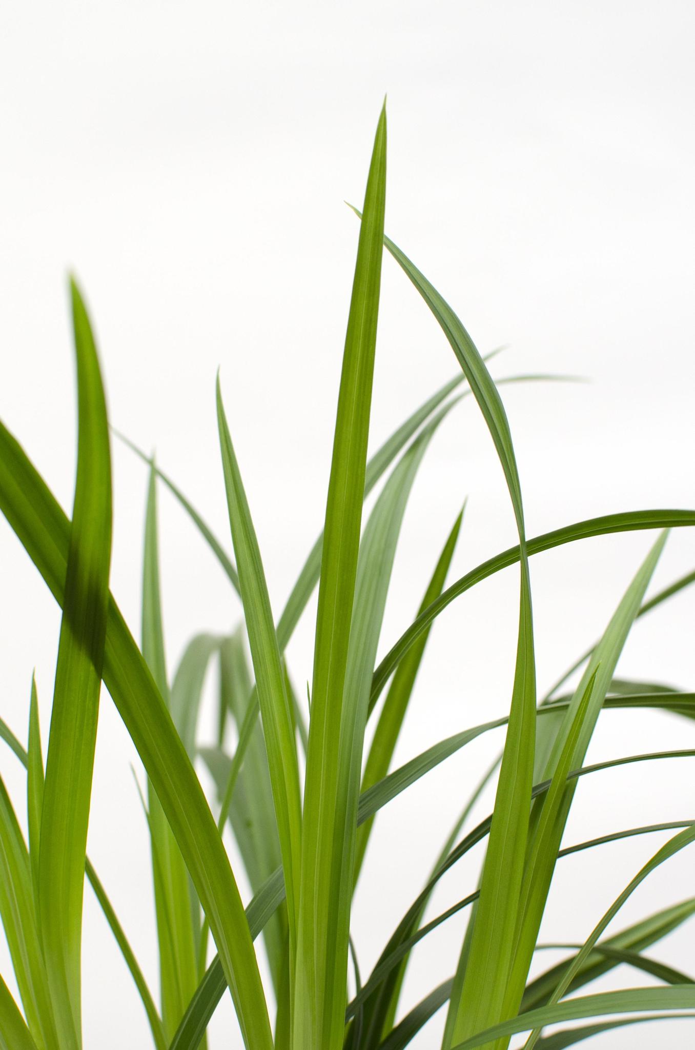 3x - Carex morrowii 'Irish Green' - ?30cm - Ø14