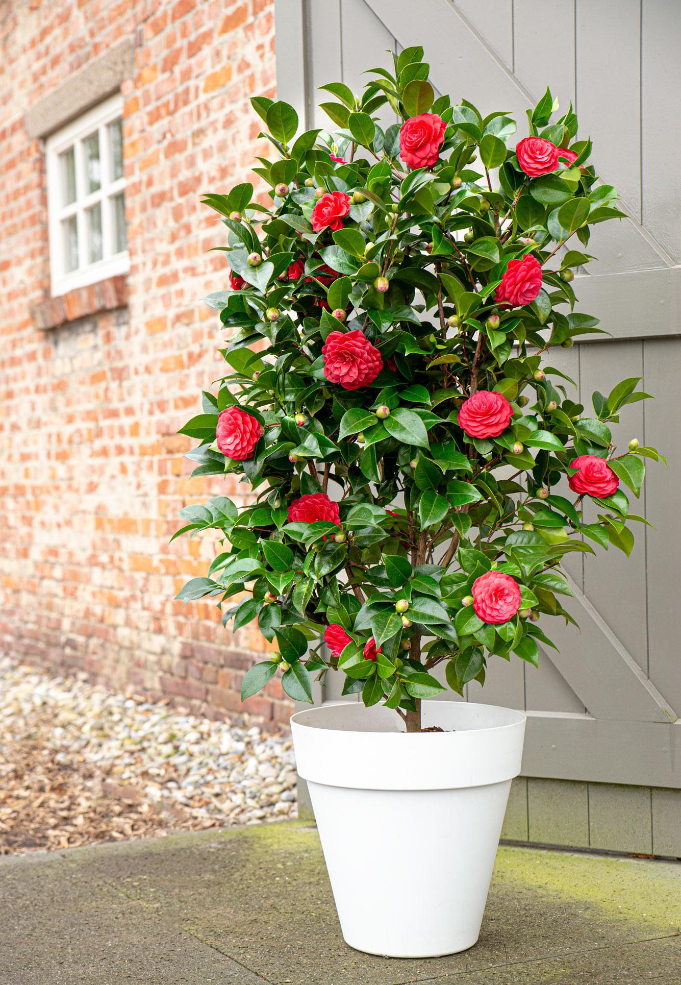 Camellia Japans 'Black Lace' - ?65cm - Ø19cm