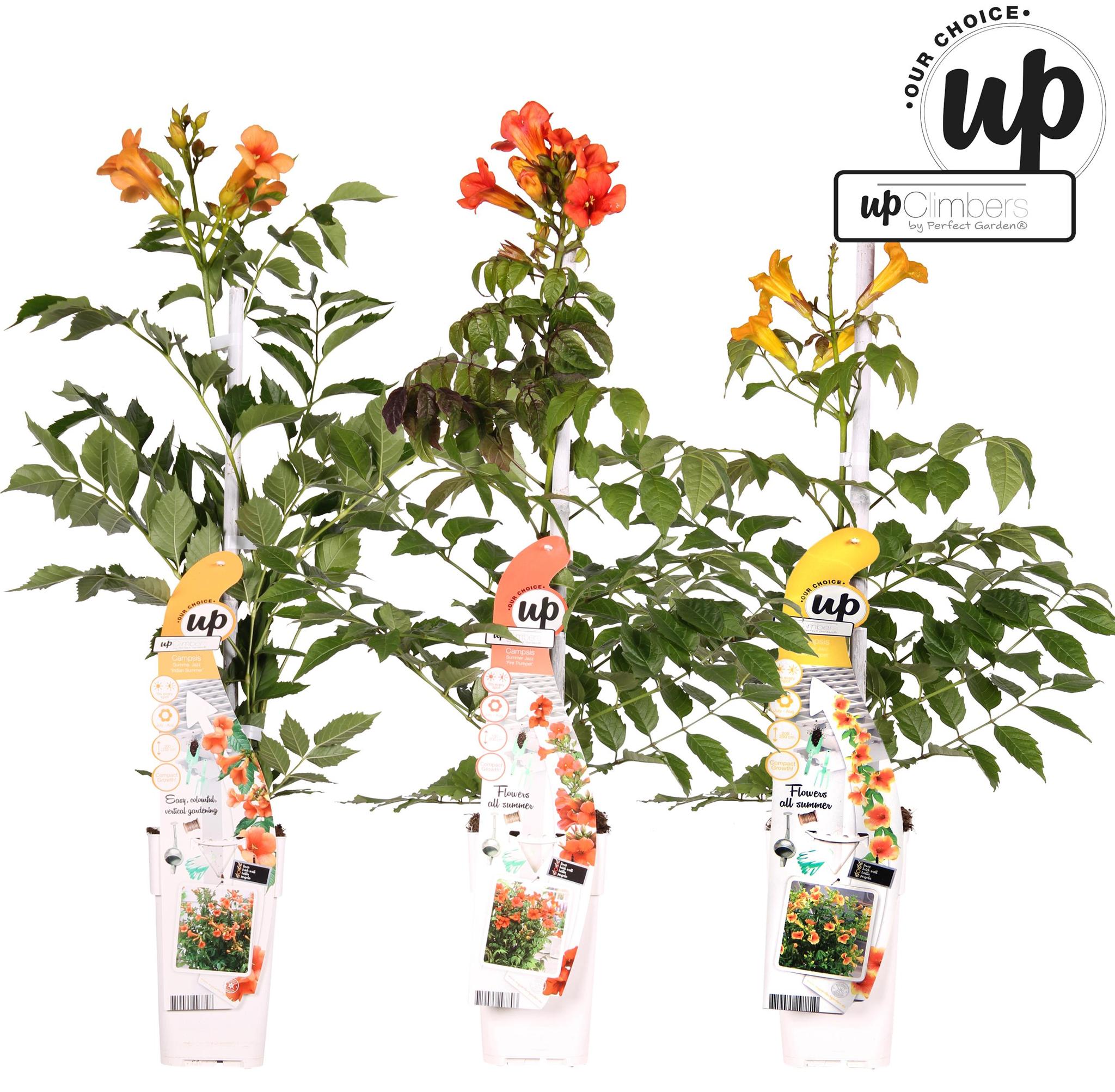 3x Campsis Summer Deal - Campsis Summer Jazz Fire Trompet - Campsis Summer Jazz Gold Trompet - Campsis Indian Summer - ?65cm - Ø15cm