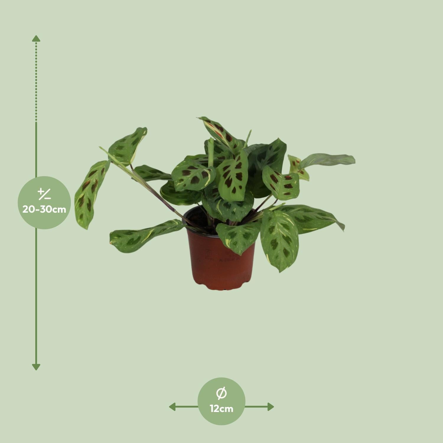 Maranta Leuconeura Tovenaar Variegata - Ø12cm - ↕30cm