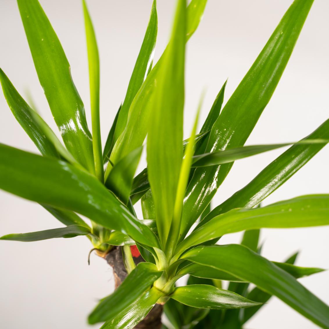 2x Yucca - ?90cm - Ø17cm