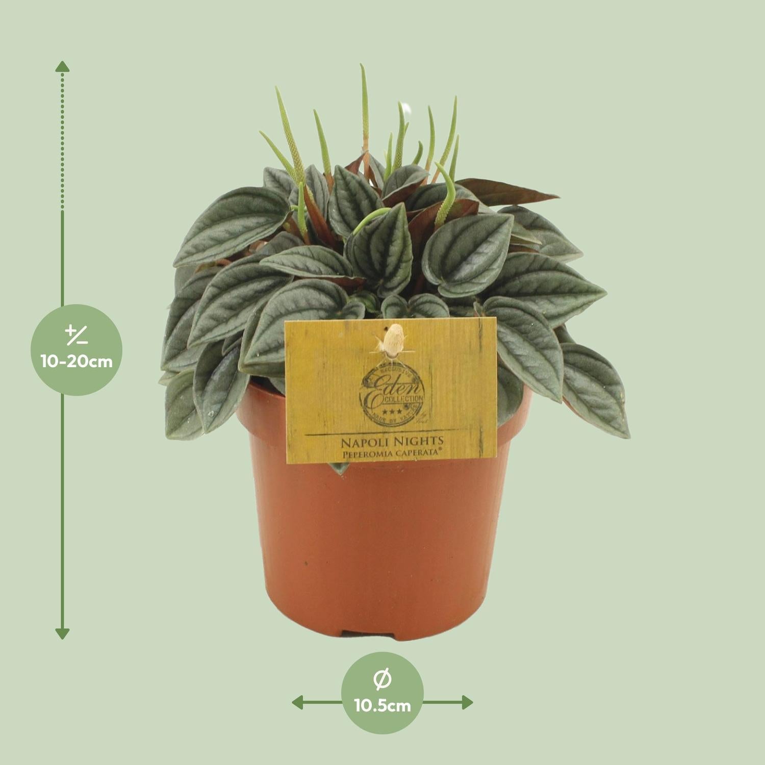 Peperomia Napoli Nachten 10,5cm - Ø10,5cm - ↕15cm