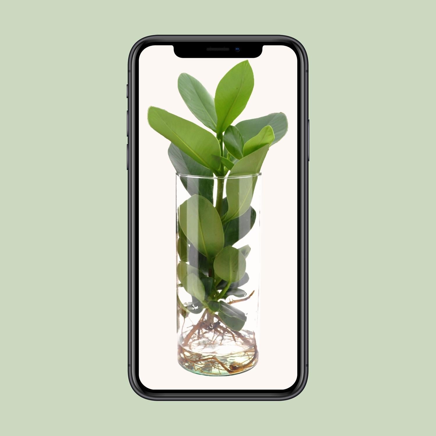Clusia In Cilinder Glas - Ø12cm - ↕30cm