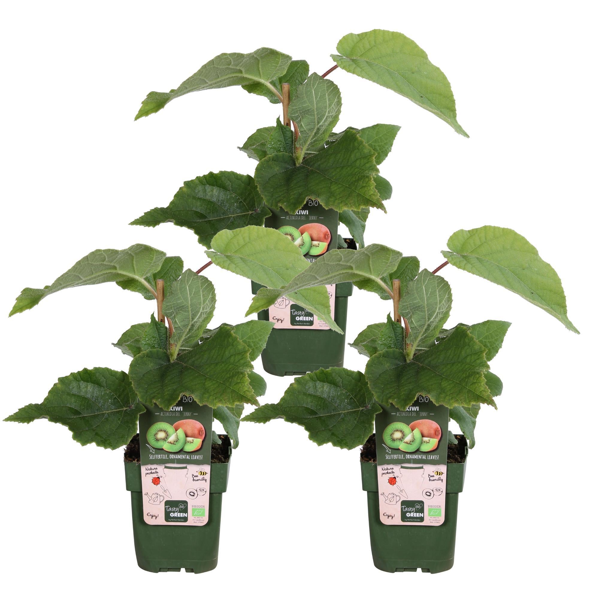 3x - Actinidia delciosioa 'Jenny' - ?45cm - Ø13