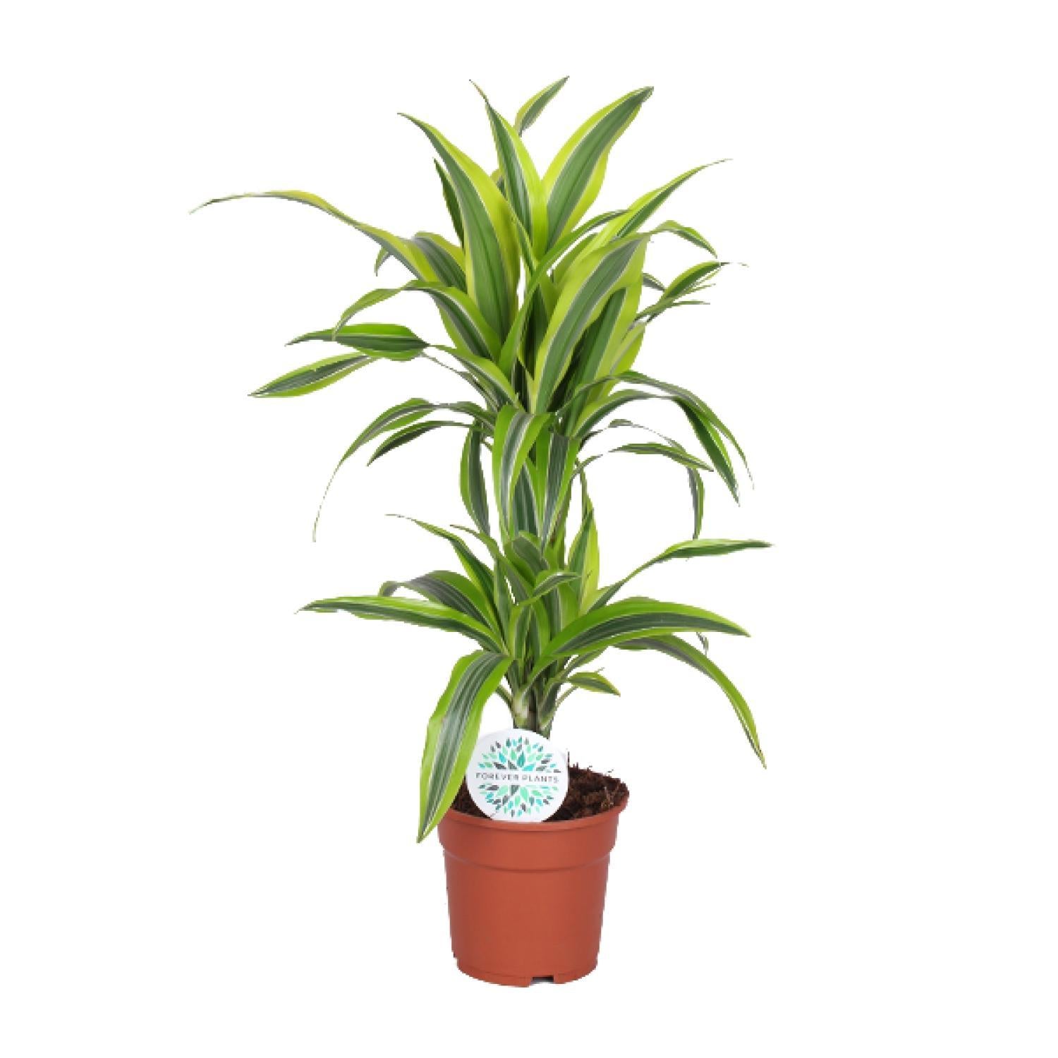 Dracaena Zitrone Limette - Ø17cm - ↕65cm