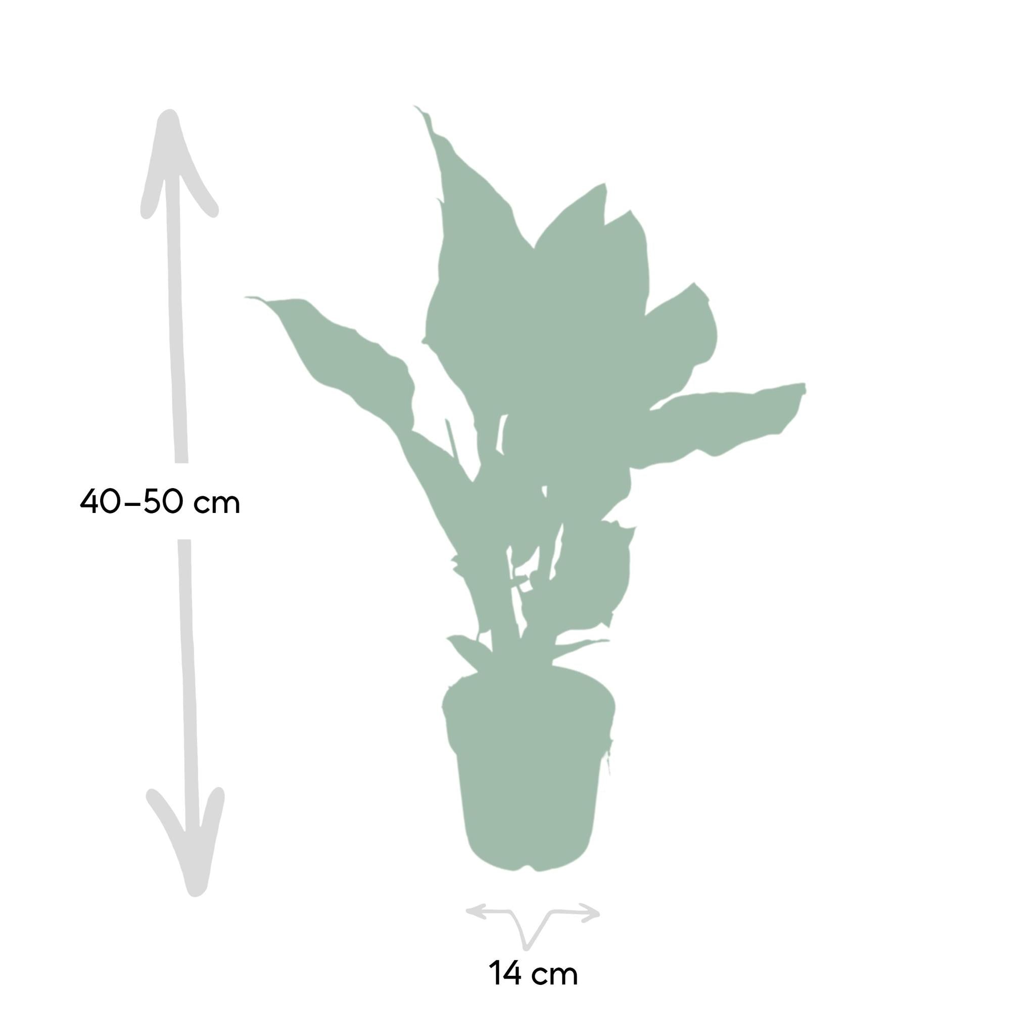 Calathea Ornata - Ø14 - ?50cm