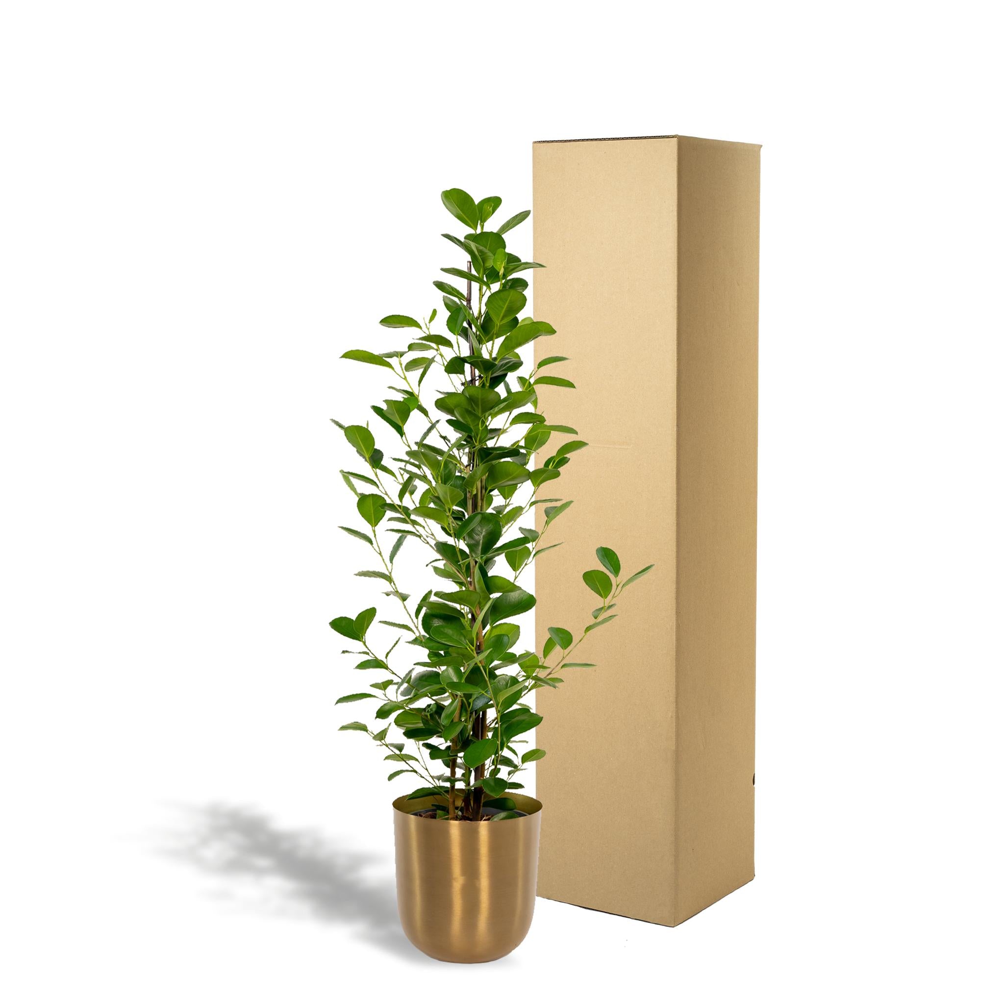 Ficus microcarpa Moclame - Ø21cm - ↕95cm + Topf Mayk Gold